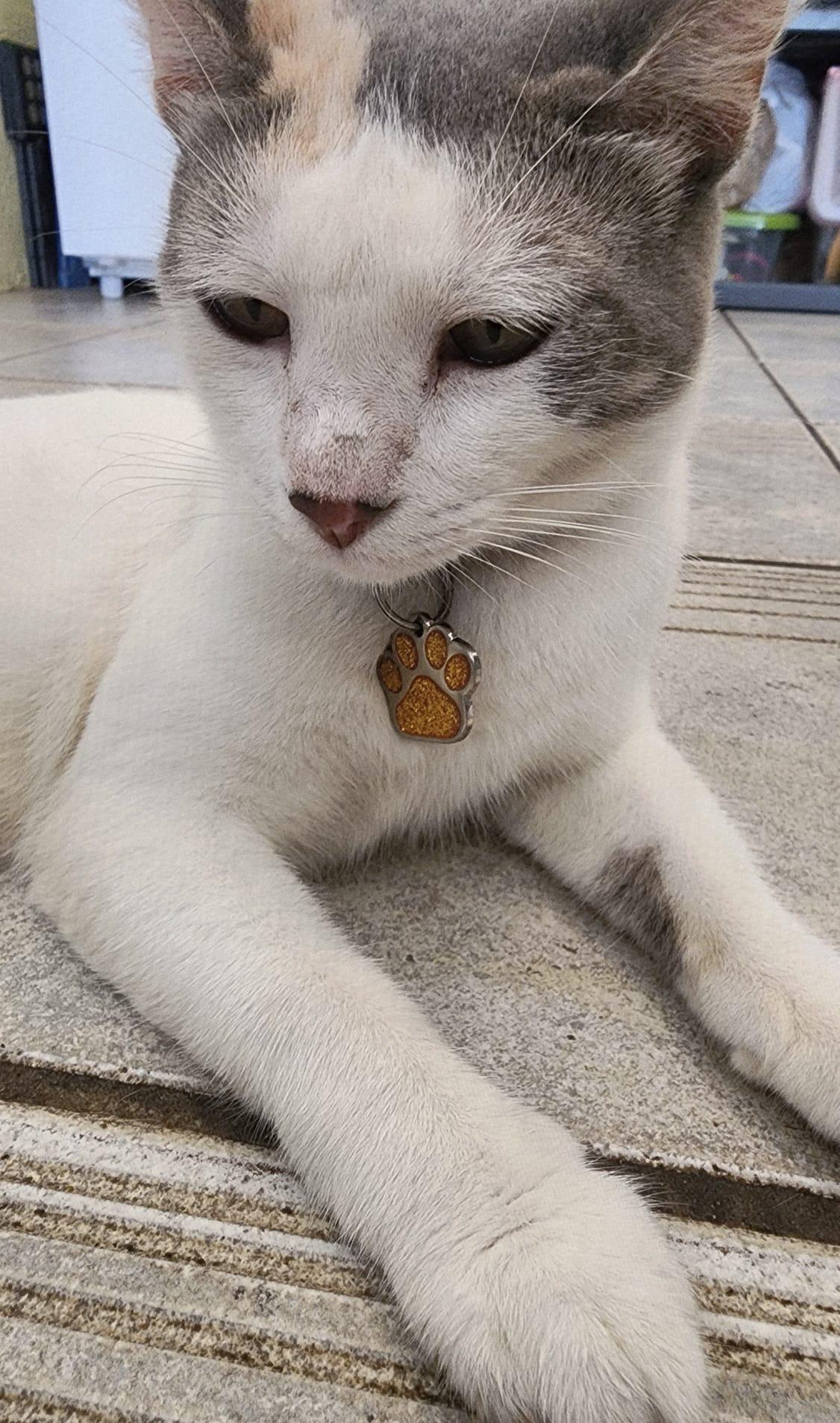 Clotilde, an adoptable Domestic Short Hair in San Juan, PR, 00926 | Photo Image 3