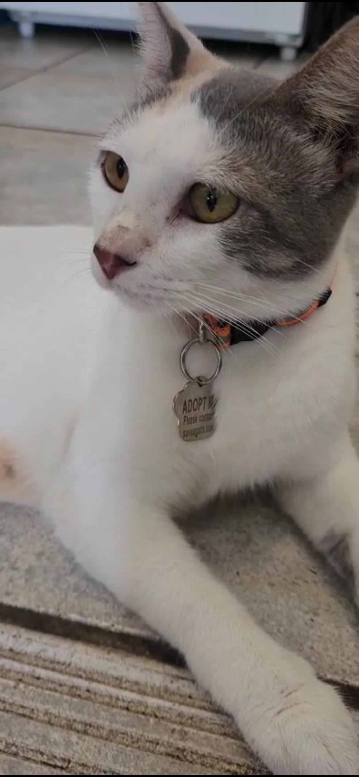 Clotilde, an adoptable Domestic Short Hair in San Juan, PR, 00926 | Photo Image 4