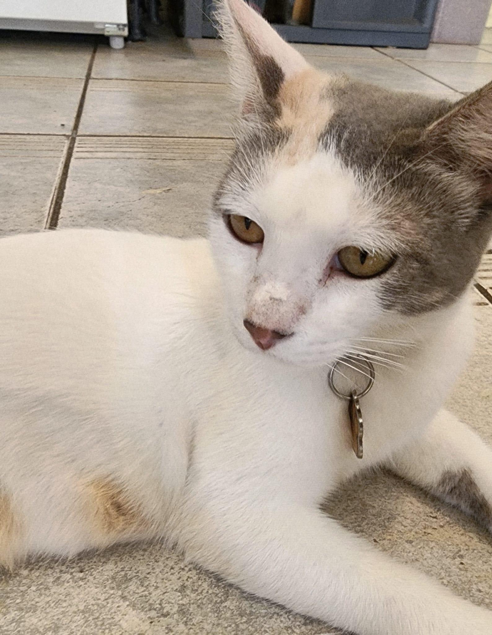 Clotilde, an adoptable Domestic Short Hair in San Juan, PR, 00926 | Photo Image 2