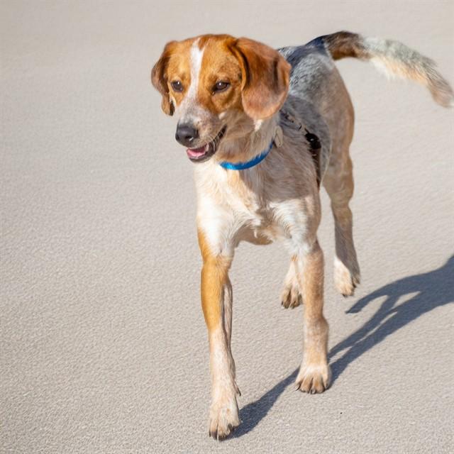 Enlarge KORA, a Adoptable mixed breed in Saint Louis, MO image 1/1