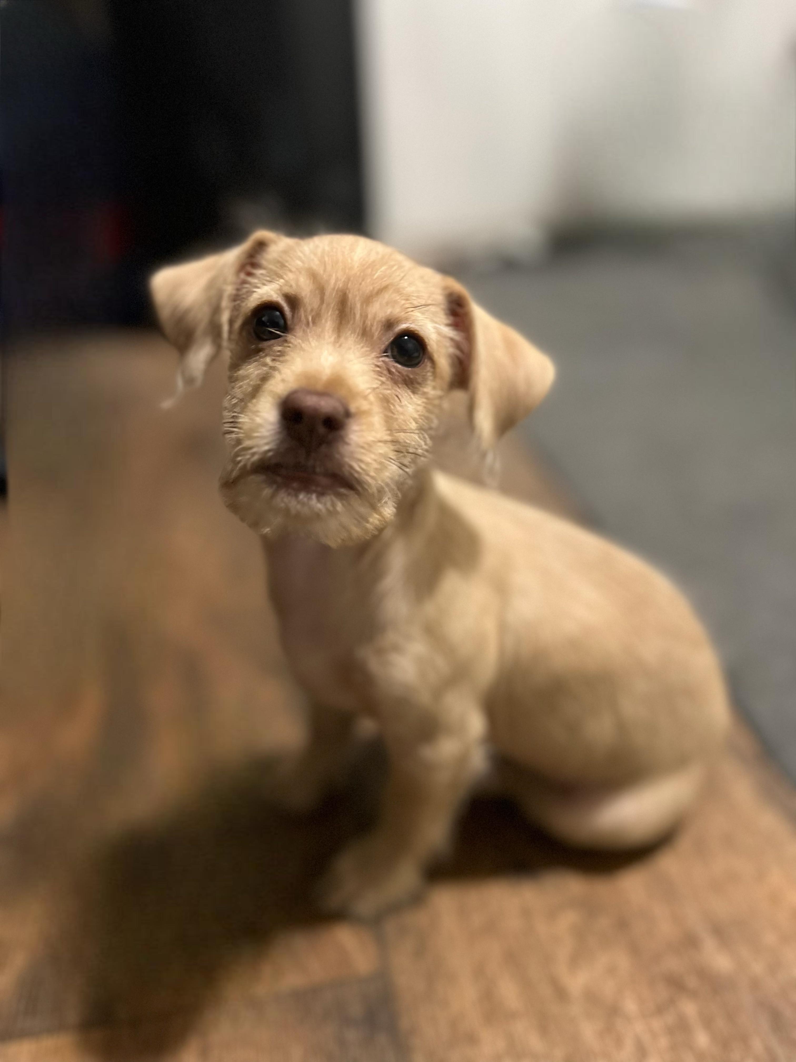 Enlarge Peanut, a Adoptable mixed breed in Rockwall, TX image 2/3