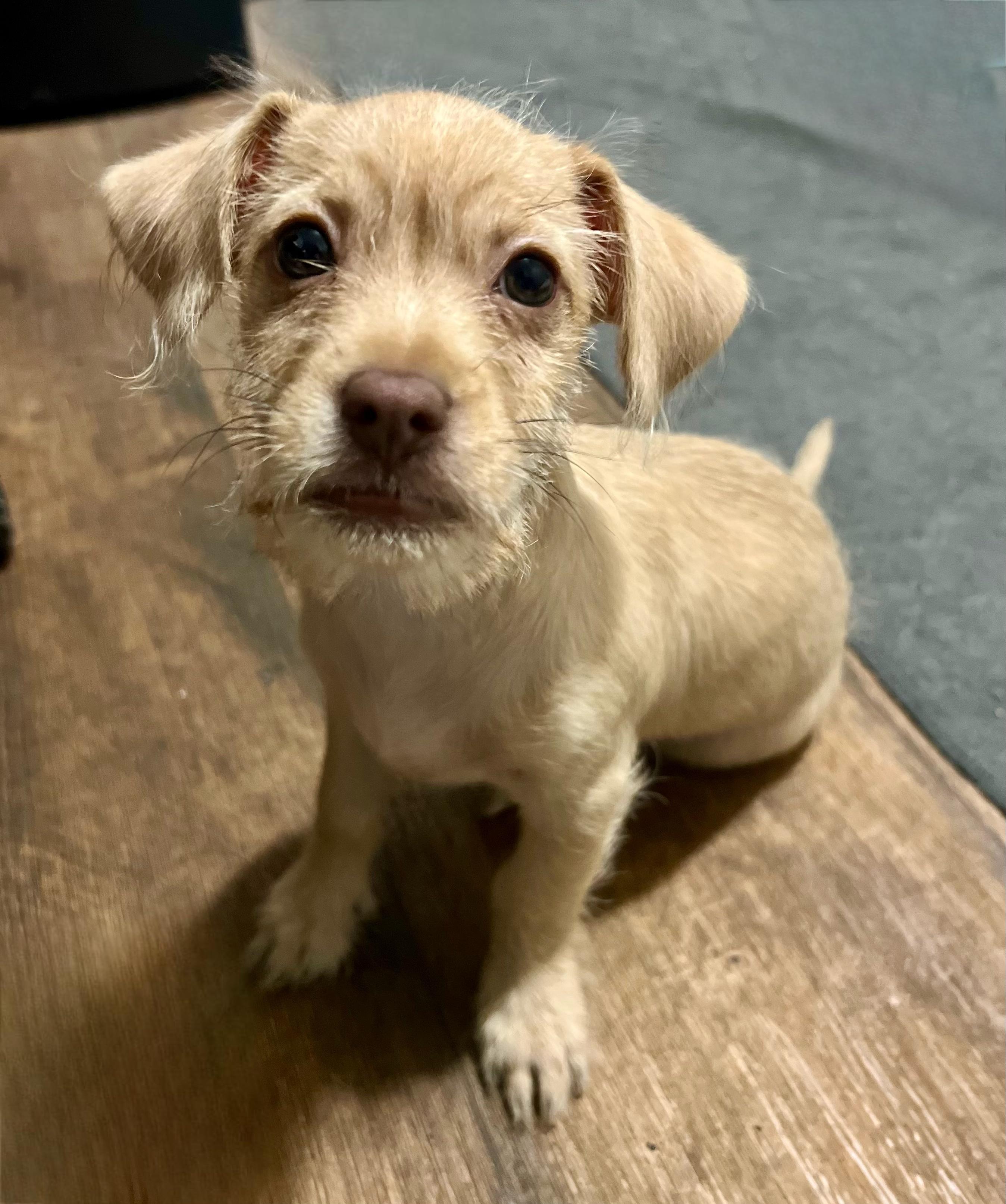 Enlarge Peanut, a Adoptable mixed breed in Rockwall, TX image 3/3