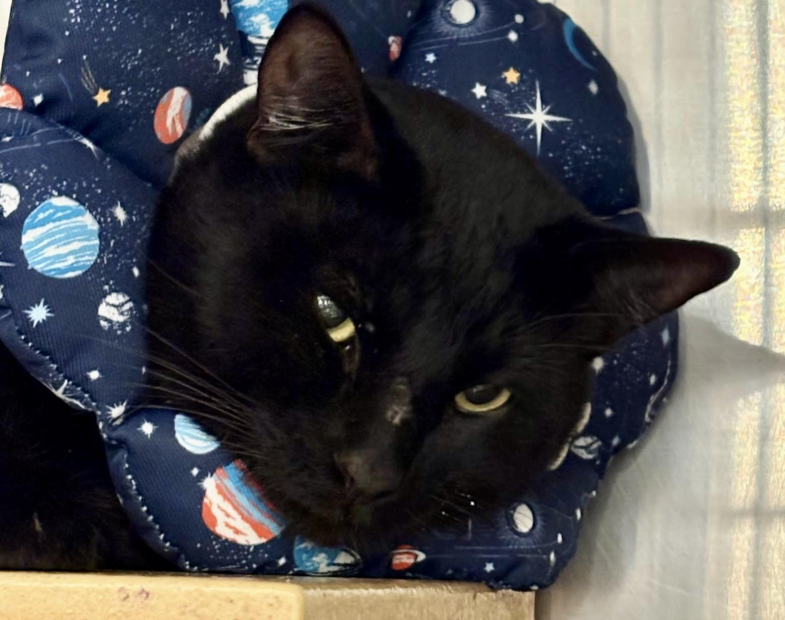 Sampson, Adoptable, Adult Male Domestic Short Hair.