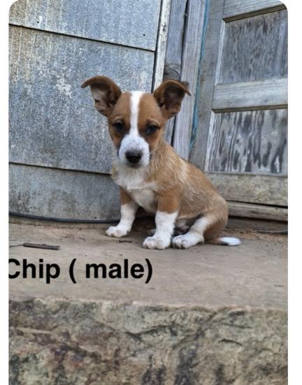 Chip