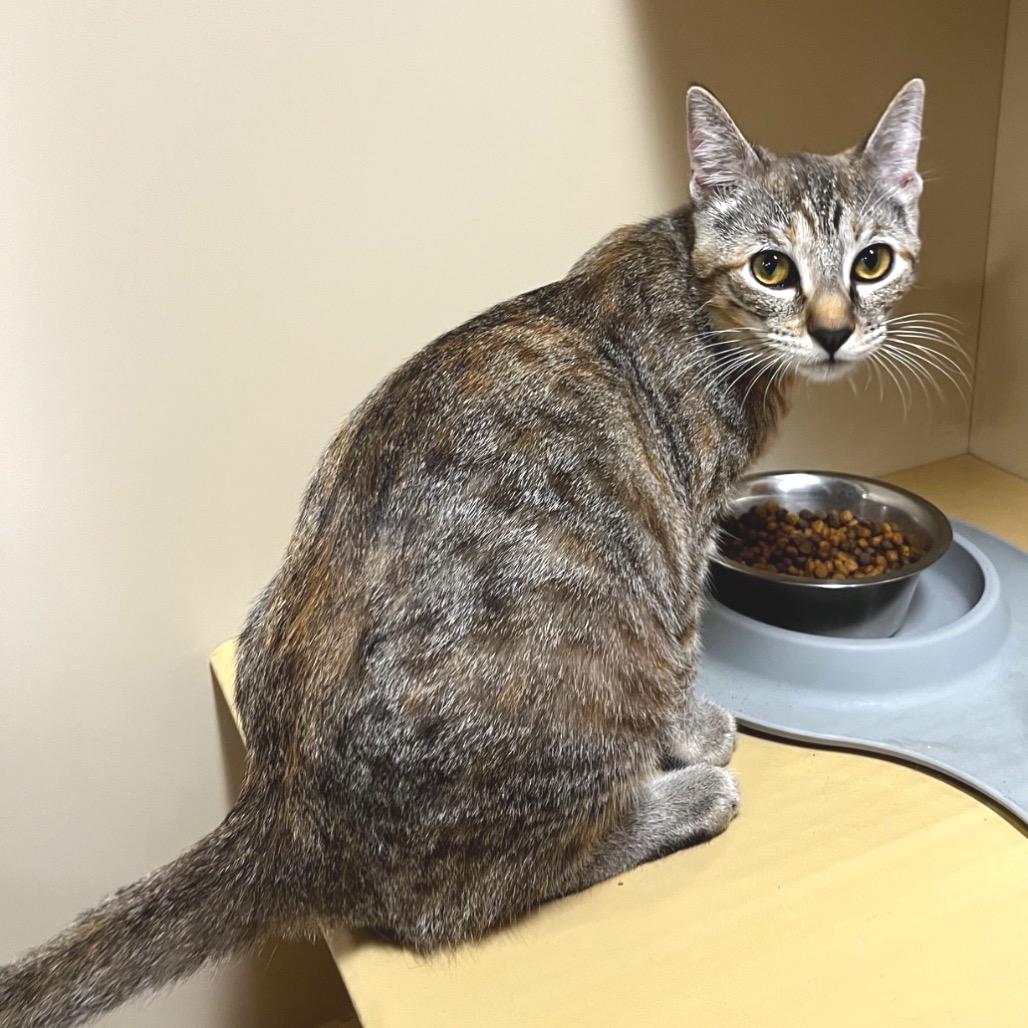 Patti, Adoptable, Young Female Domestic Short Hair.