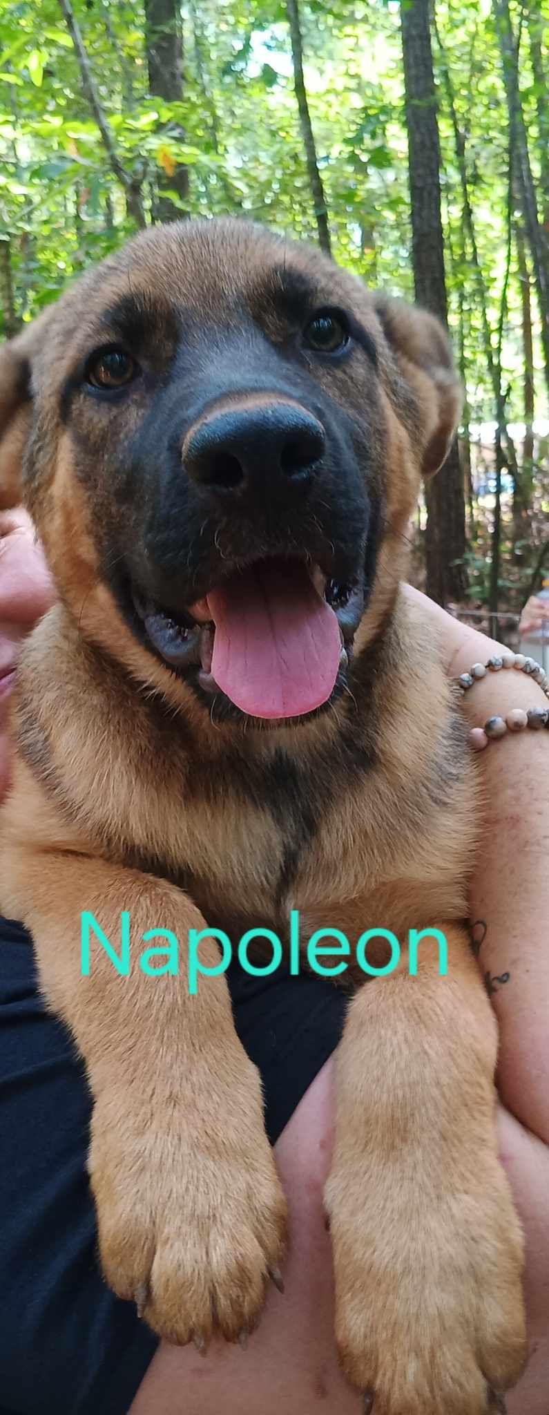 Dog for adoption Napoleon, a German Shepherd Dog Mix in Ferrisburgh
