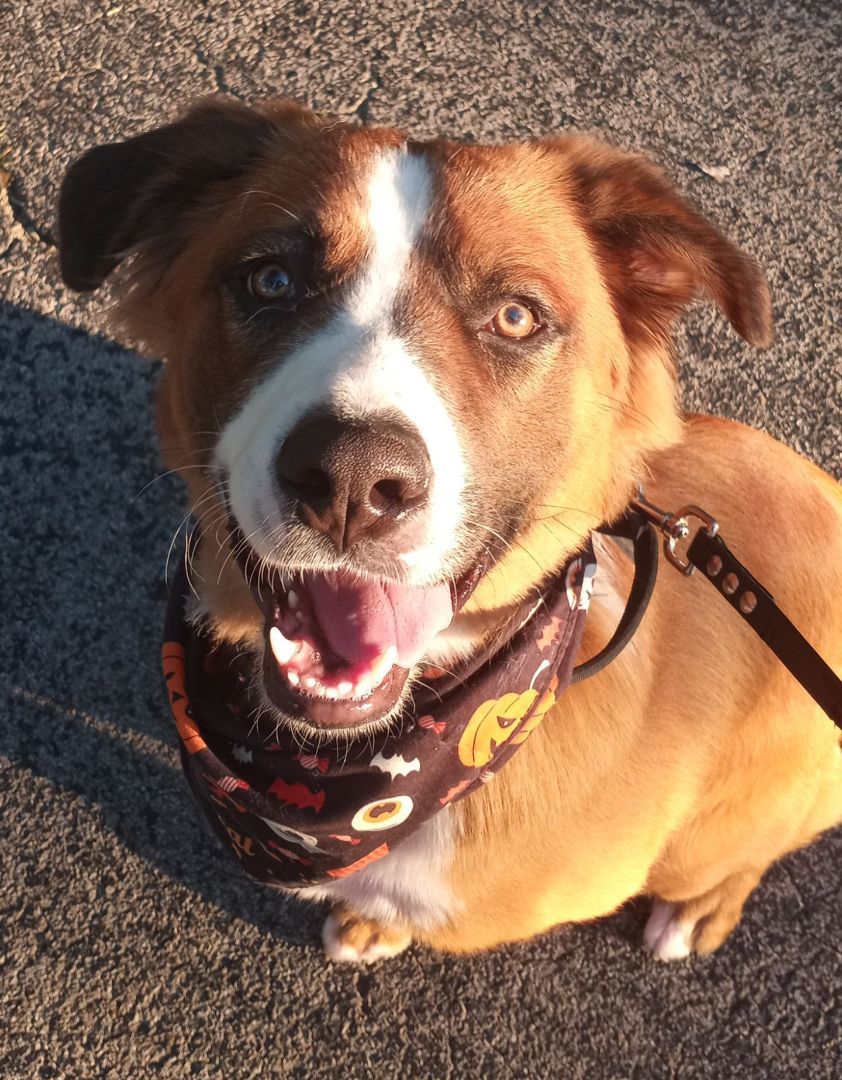Odin, Adopted, Young Male Saint Bernard & Australian Shepherd.