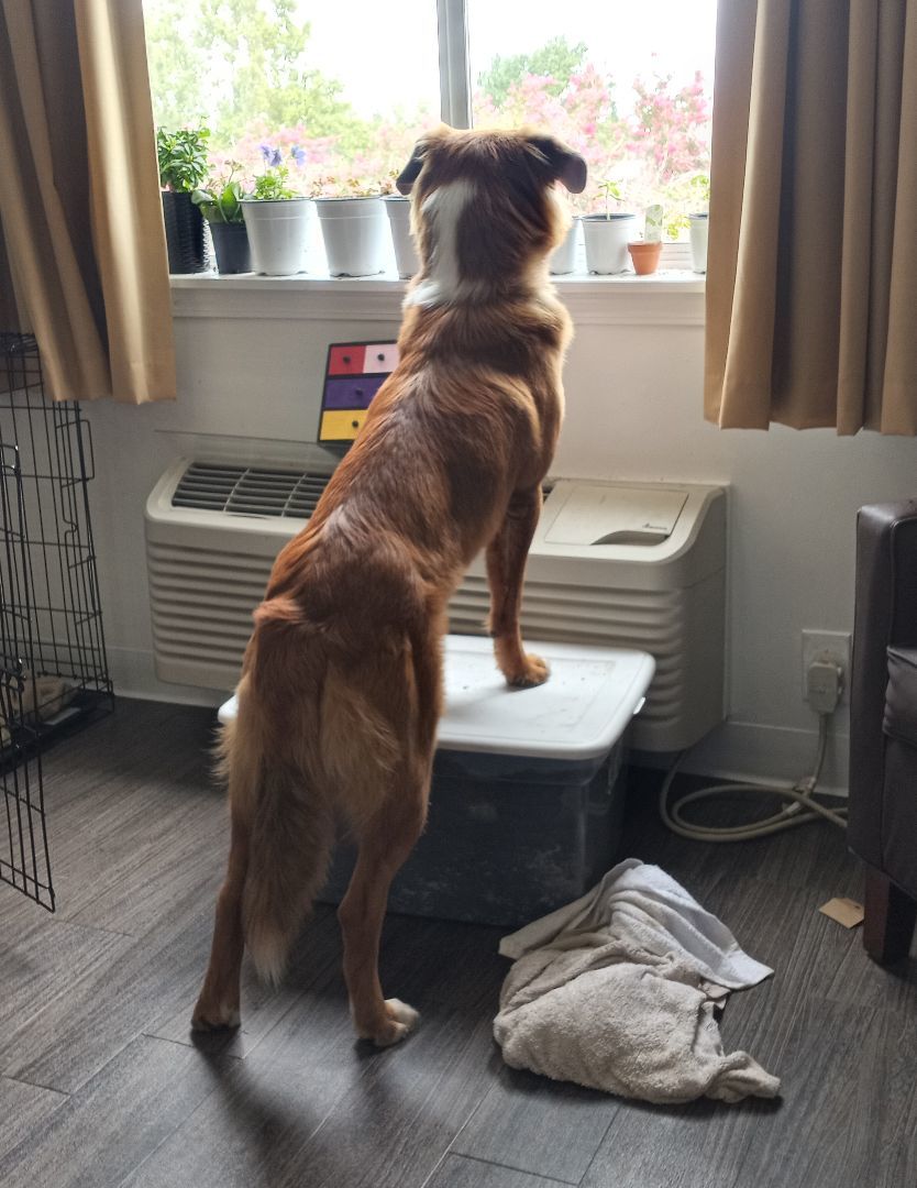 Enlarge Odin, a Adopted mixed breed in Nashville, TN image 2/3