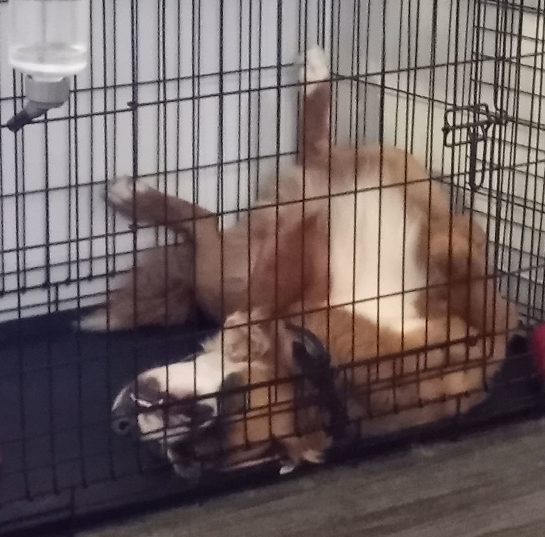 Enlarge Odin, a Adopted mixed breed in Nashville, TN image 3/3