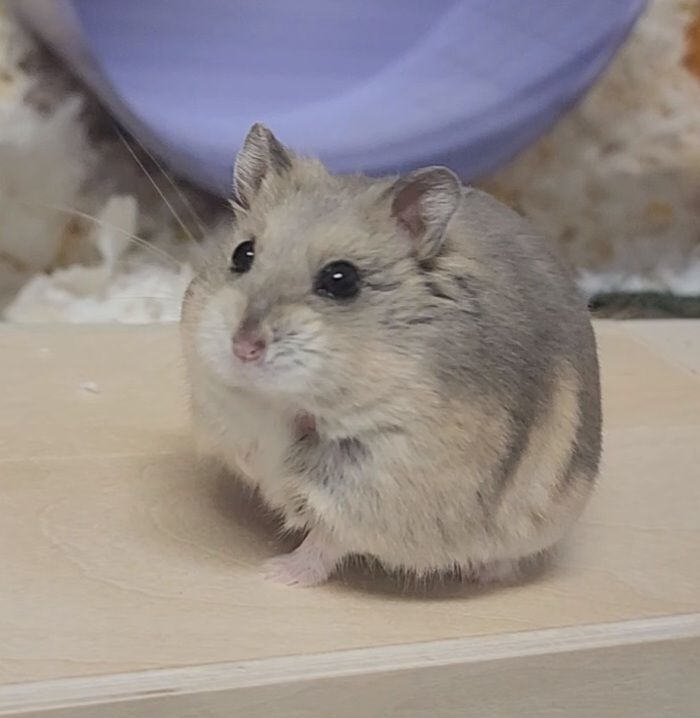 Enlarge Kimberly, a Adopted Dwarf Hamster in Santa Ana, CA image 1/1