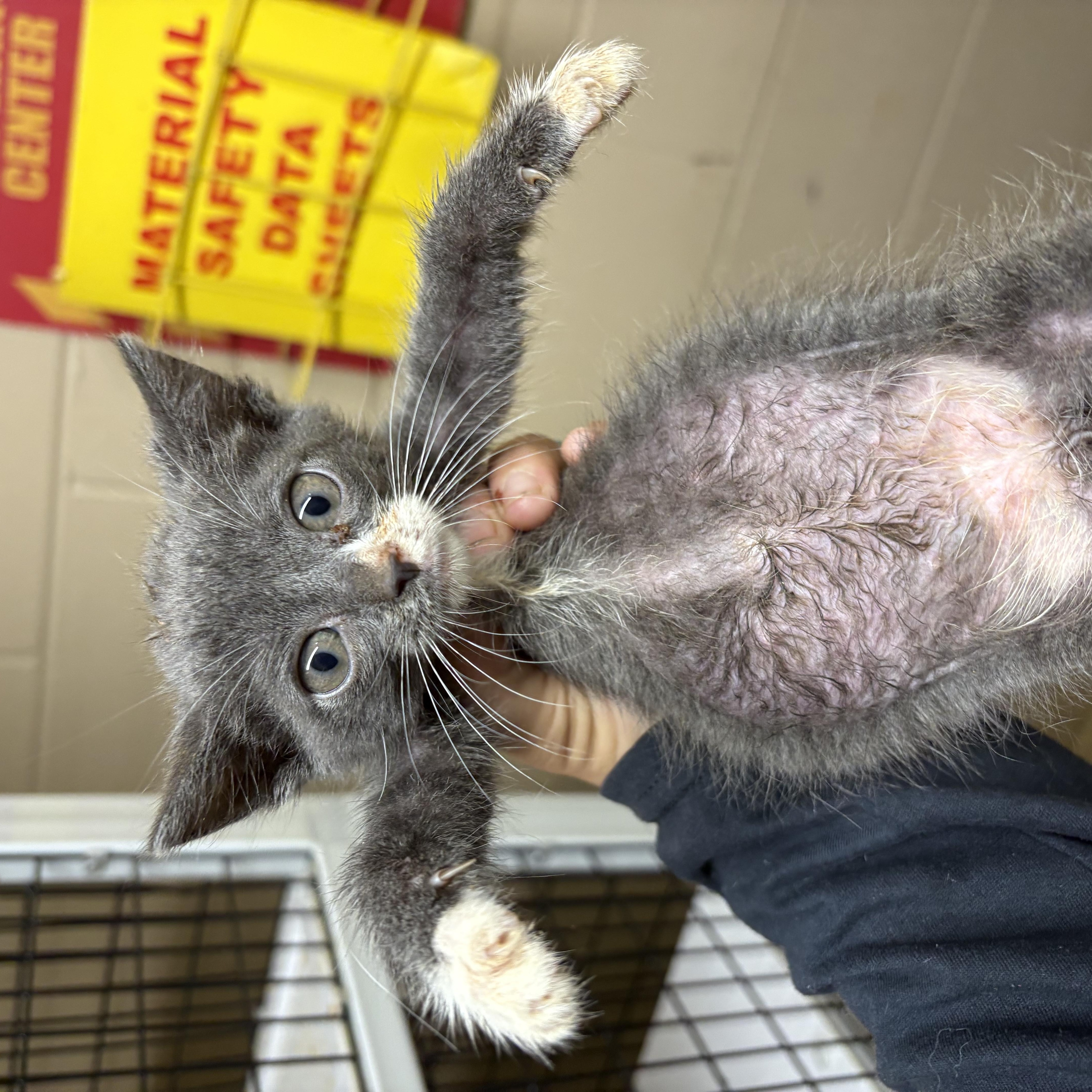 Enlarge Burt, a Adoptable Domestic Short Hair in Monticello, GA image 1/1