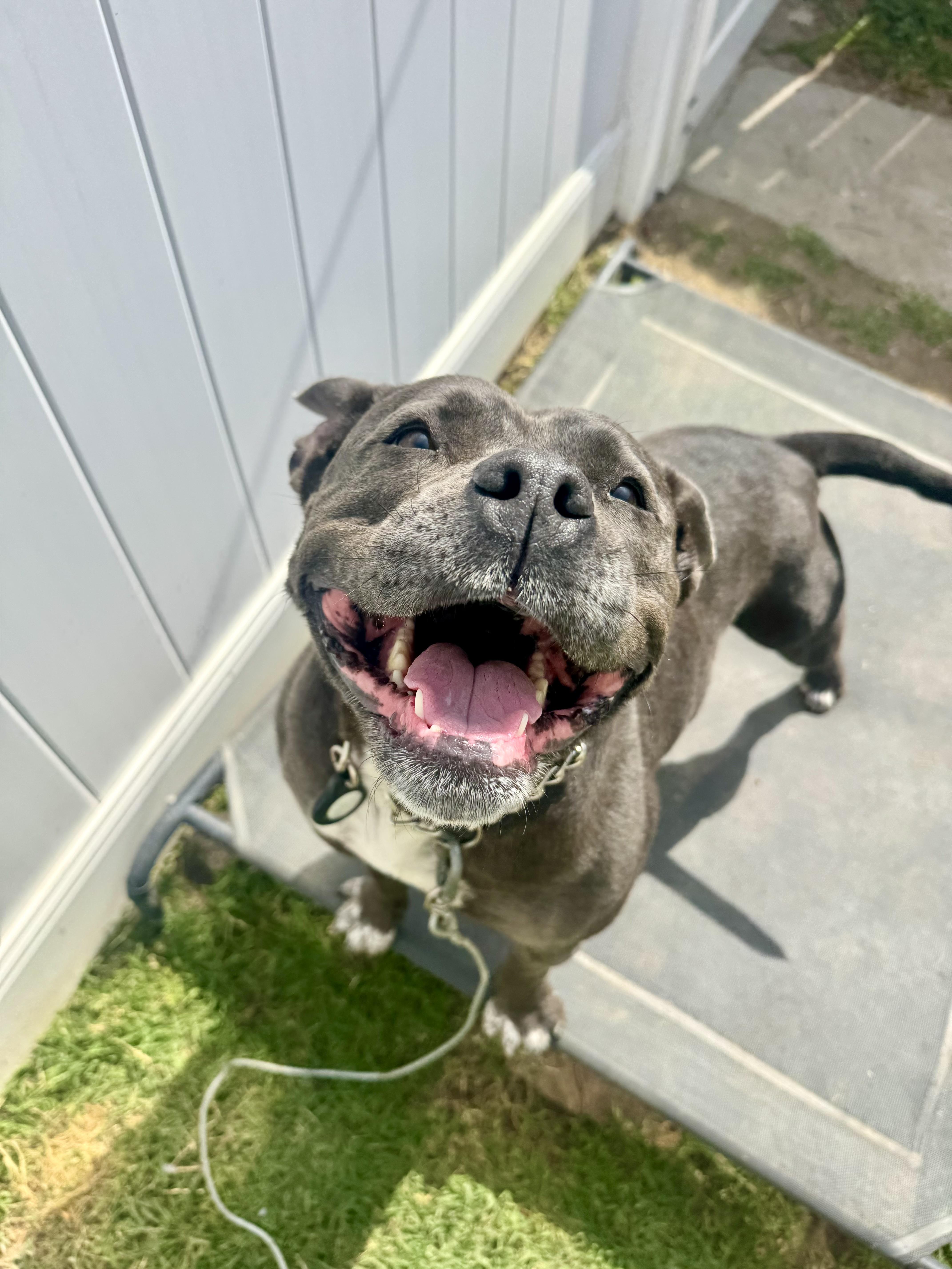 Boujee, an adopted Pit Bull Terrier in San Diego, CA image 2/6