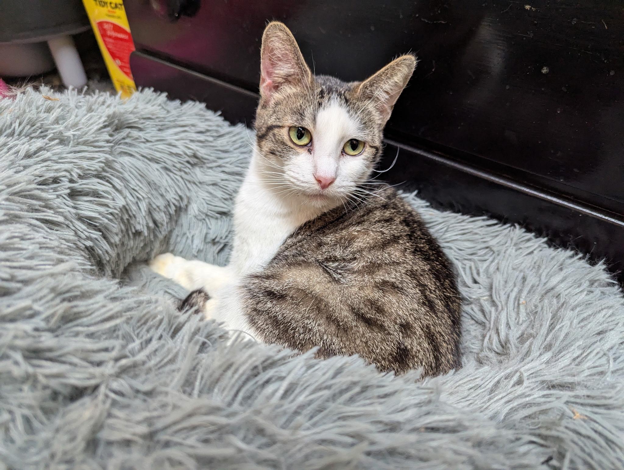 Camilla (bonded with Charles) 1