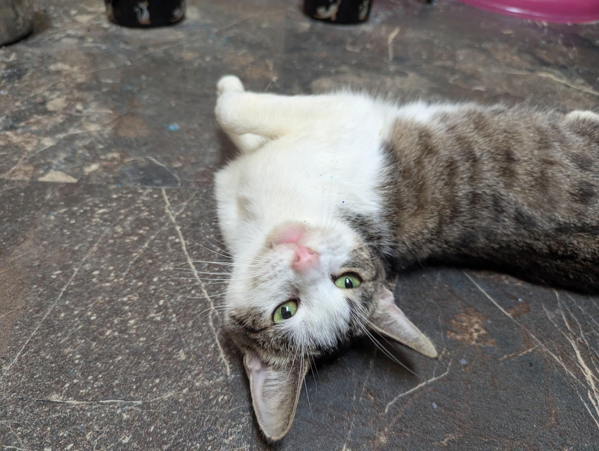 Camilla (bonded with Charles), a Adoptable Domestic Short Hair in Barrington Hills, IL image 3/4