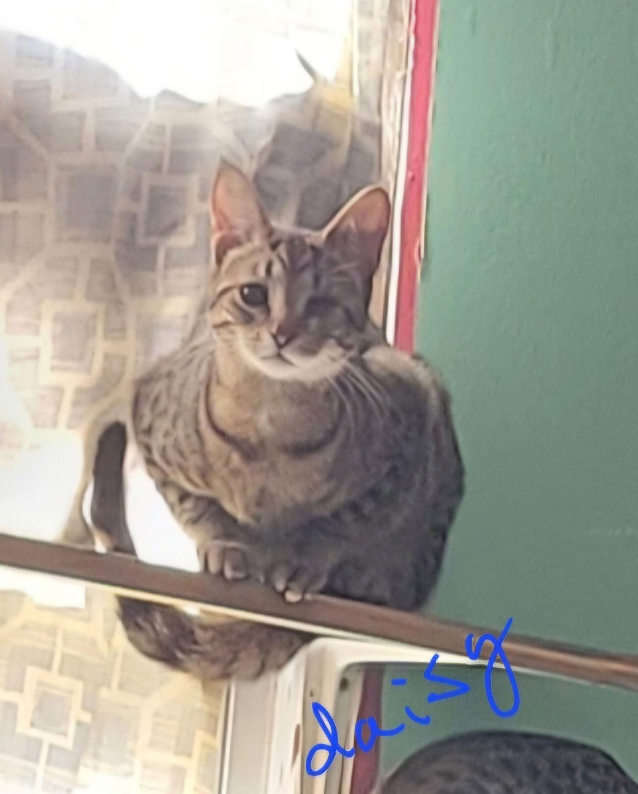 Enlarge Zz Daisy~ Courtesy, a Adoptable Tabby in Utica, MI image 1/2