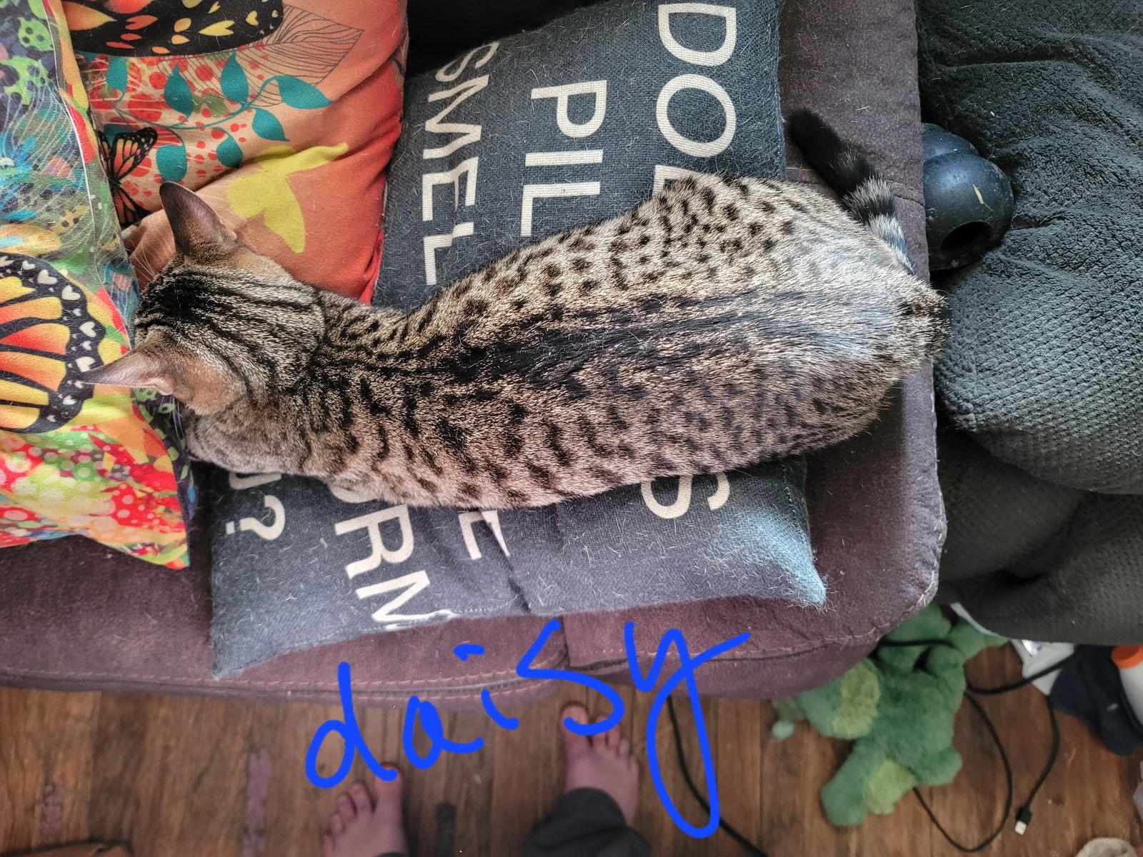 Enlarge Zz Daisy~ Courtesy, a Adoptable Tabby in Utica, MI image 2/2