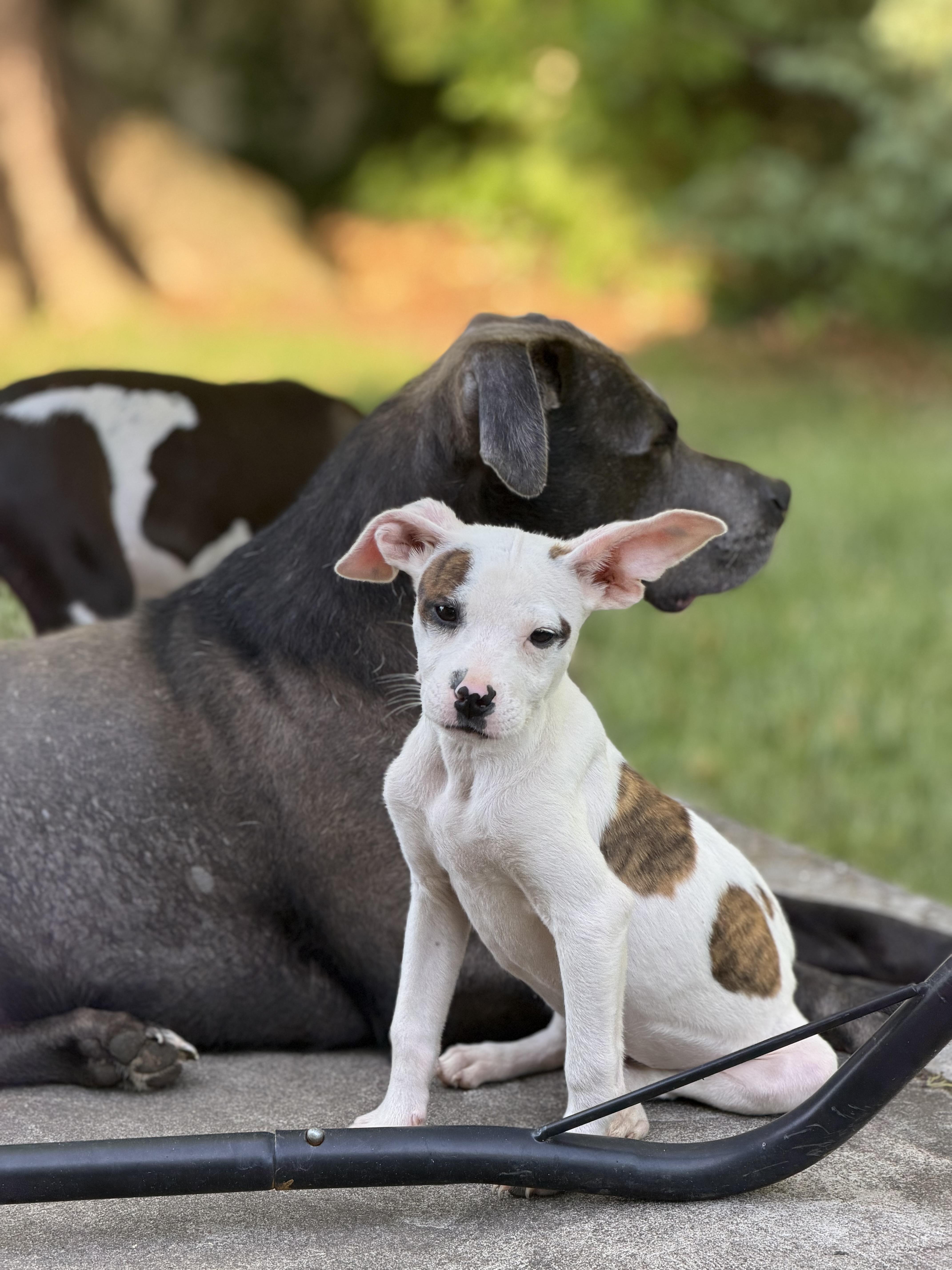 Wylie, ADOPTABLE, Puppy Male Chihuahua & Beagle.