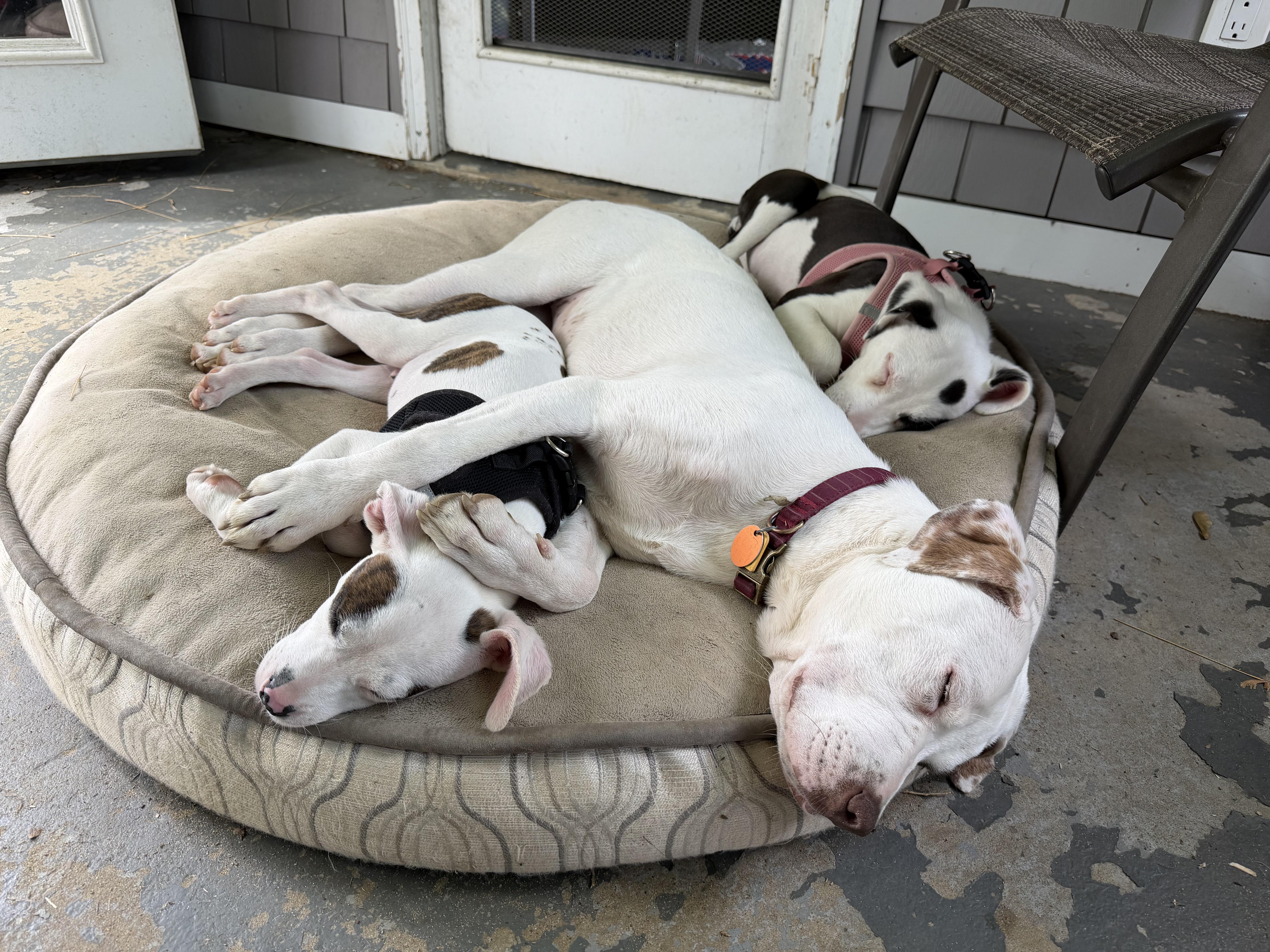 Wylie, a ADOPTABLE mixed breed in Oceanport, NJ image 3/5