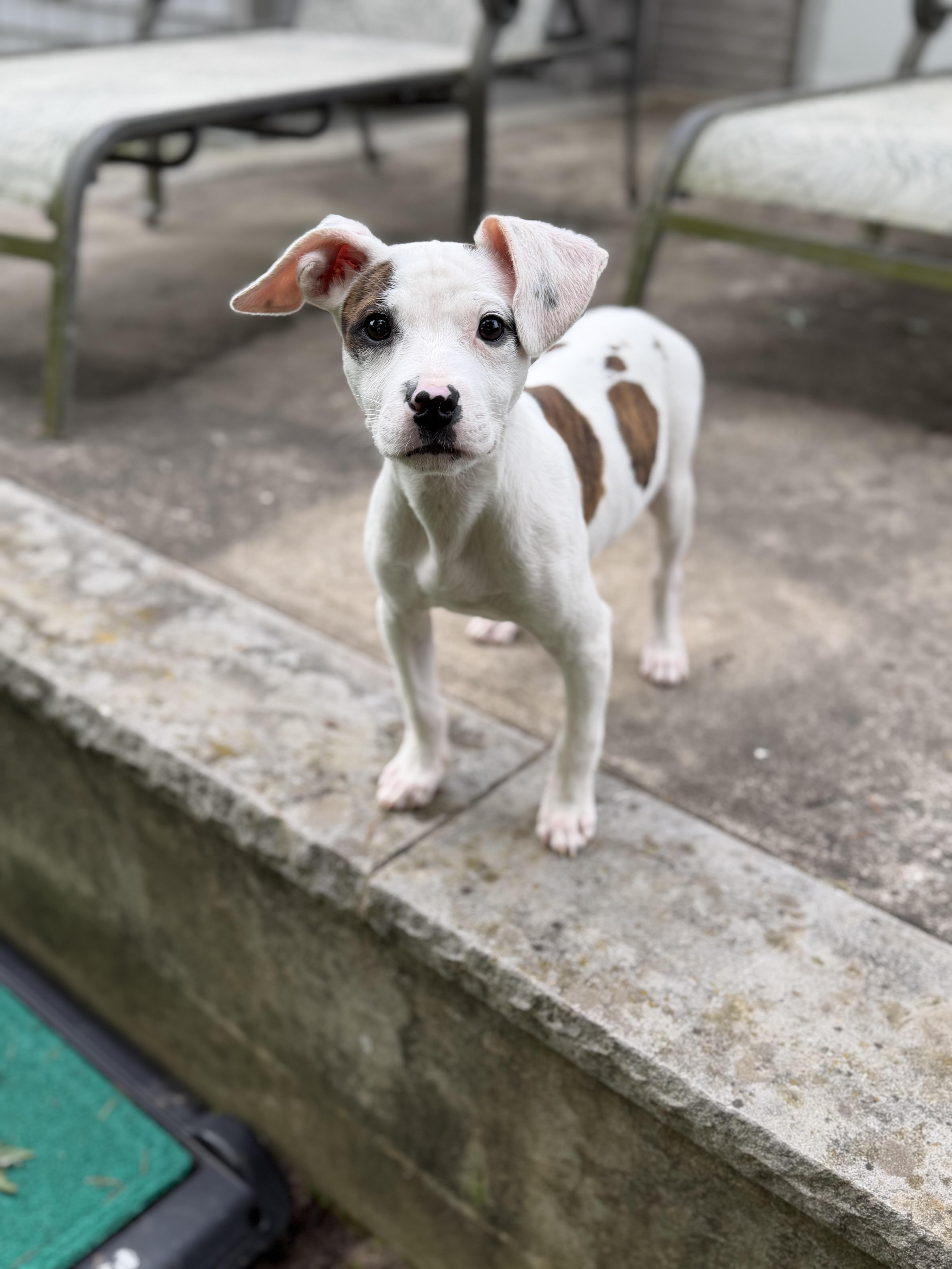 Wylie, a ADOPTABLE mixed breed in Oceanport, NJ image 4/5