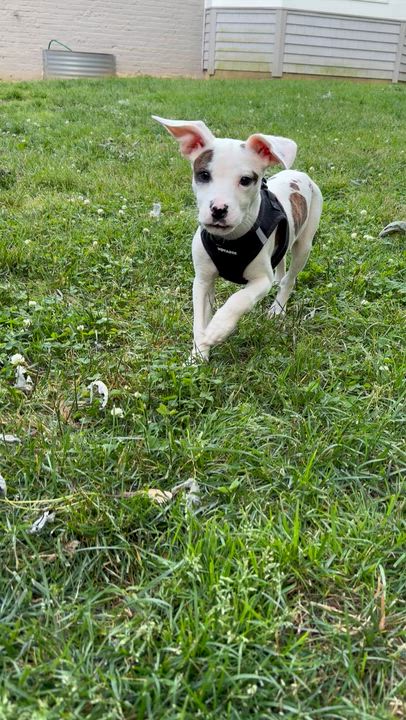 Enlarge Wylie, a ADOPTABLE mixed breed in Oceanport, NJ video 2/5