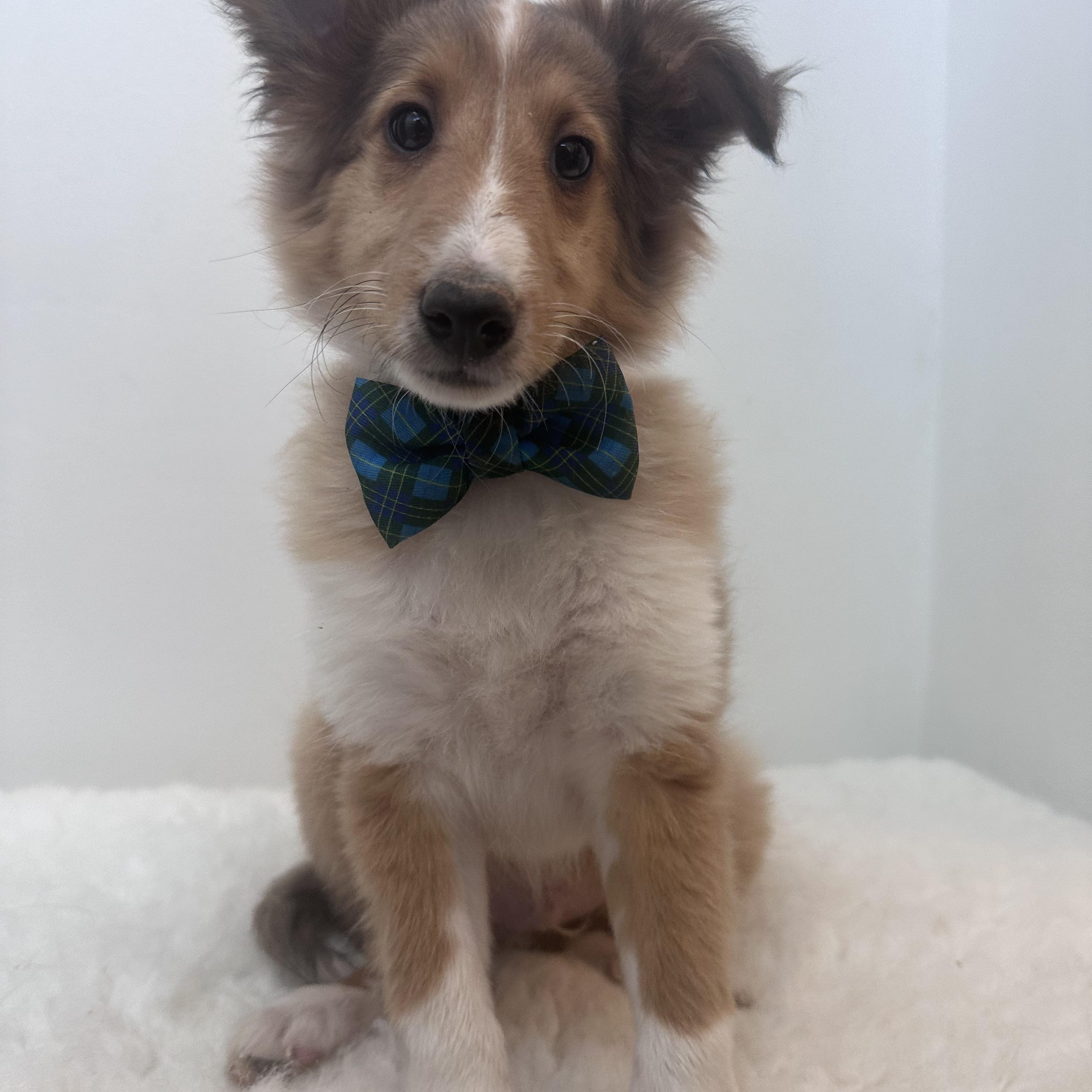 Enlarge Fig , an adopted Shetland Sheepdog / Sheltie in Wrightstown, NJ image 2/5