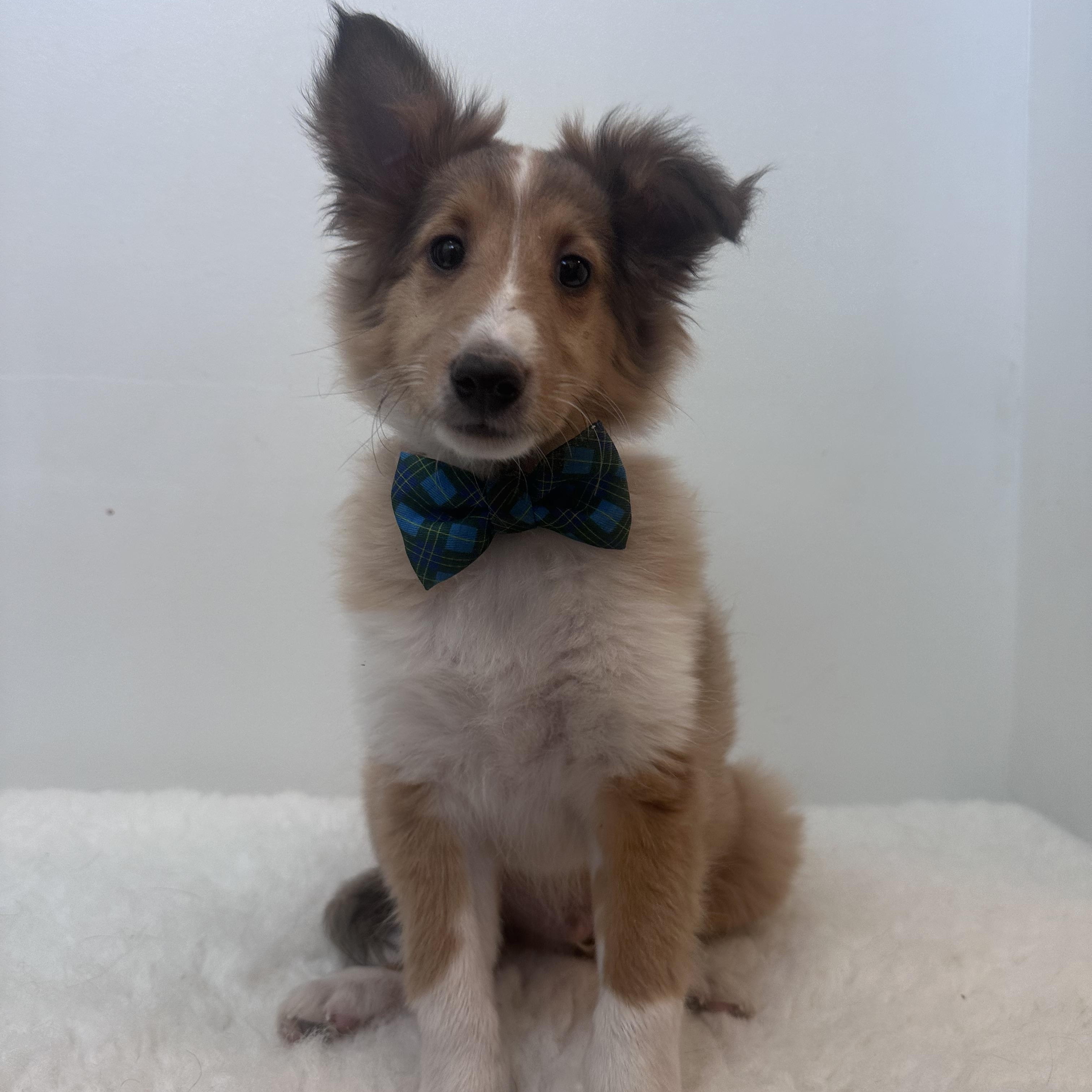 Fig , adopted, Puppy Male Shetland Sheepdog / Sheltie.