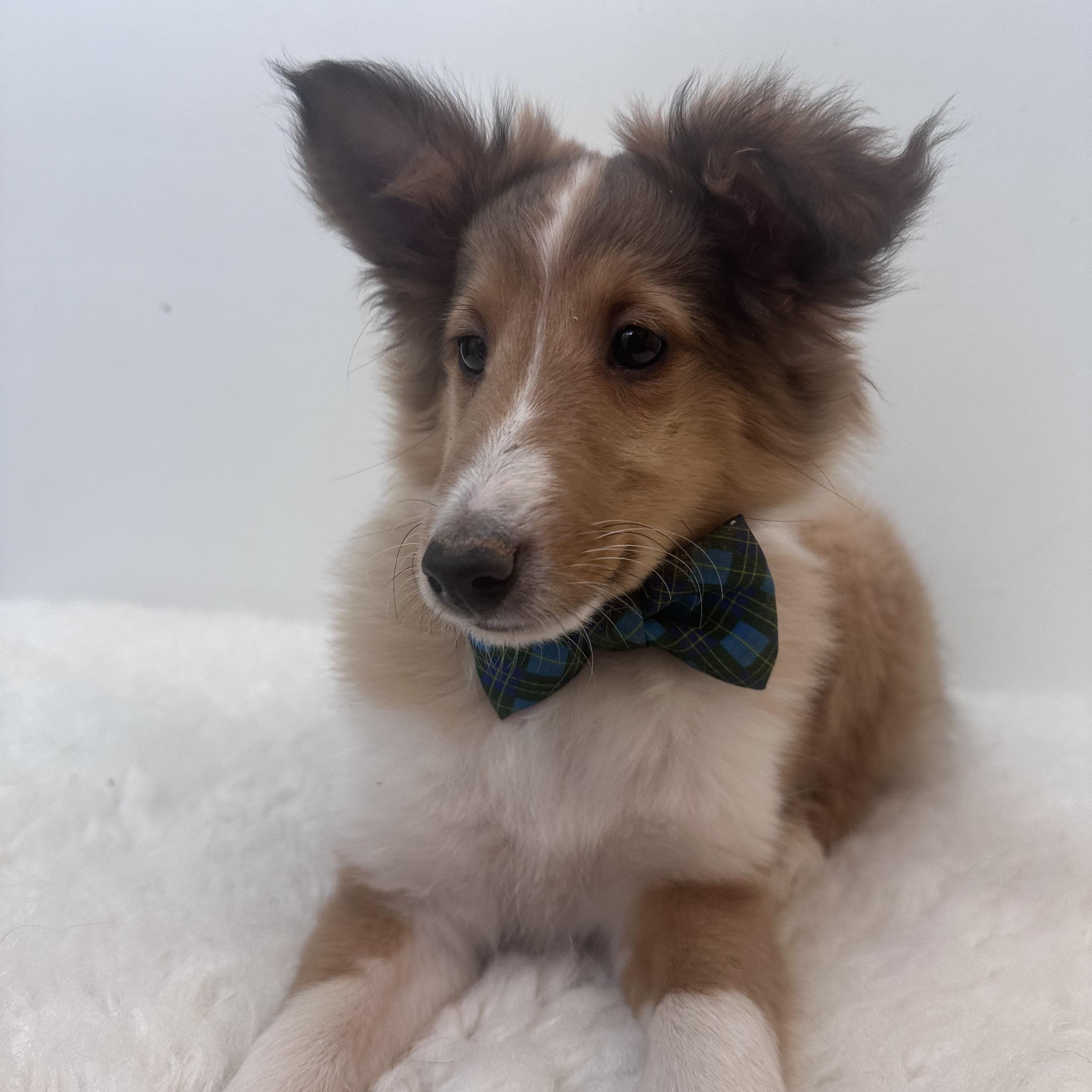 Enlarge Fig , an adopted Shetland Sheepdog / Sheltie in Wrightstown, NJ image 4/5