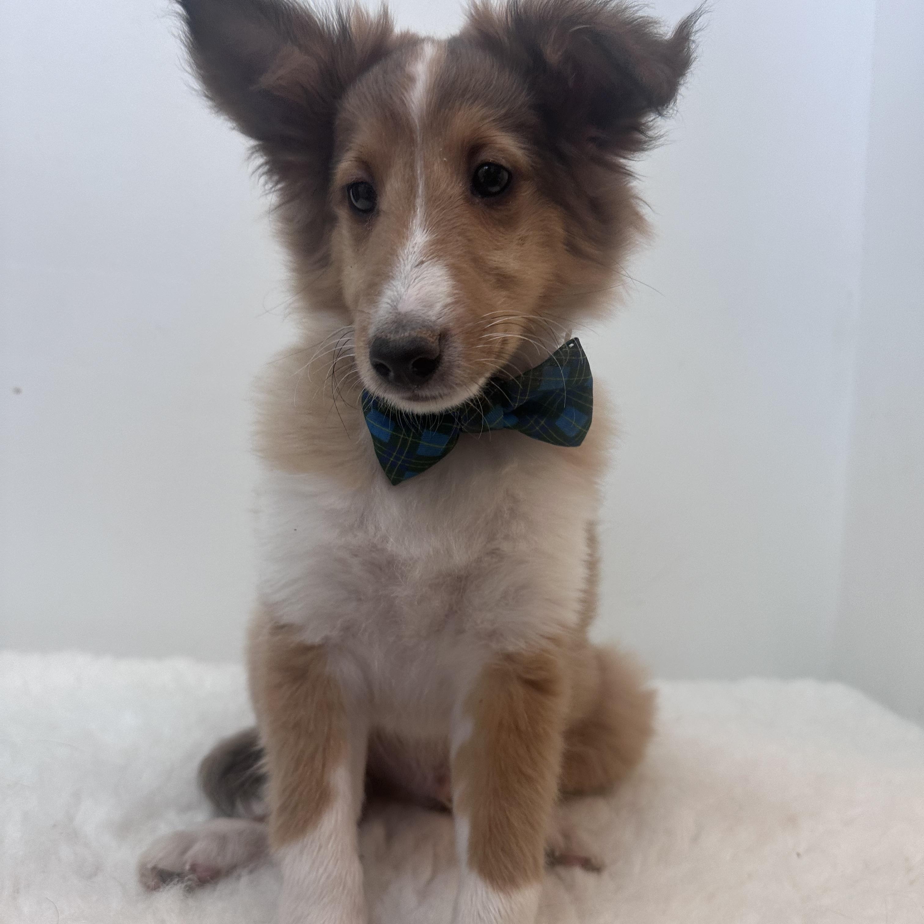 Enlarge Fig , an adopted Shetland Sheepdog / Sheltie in Wrightstown, NJ image 3/5