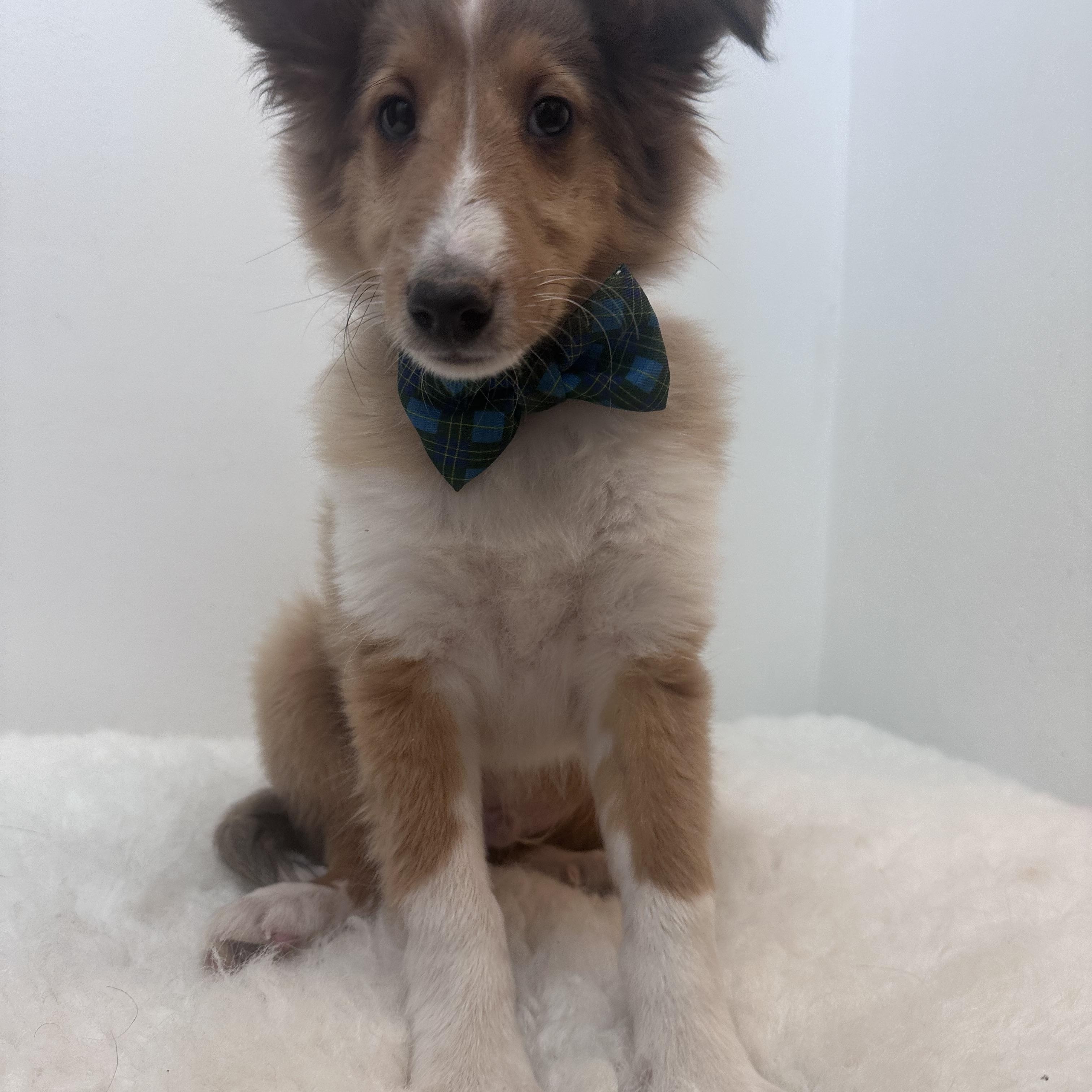 Enlarge Fig , an adopted Shetland Sheepdog / Sheltie in Wrightstown, NJ image 5/5