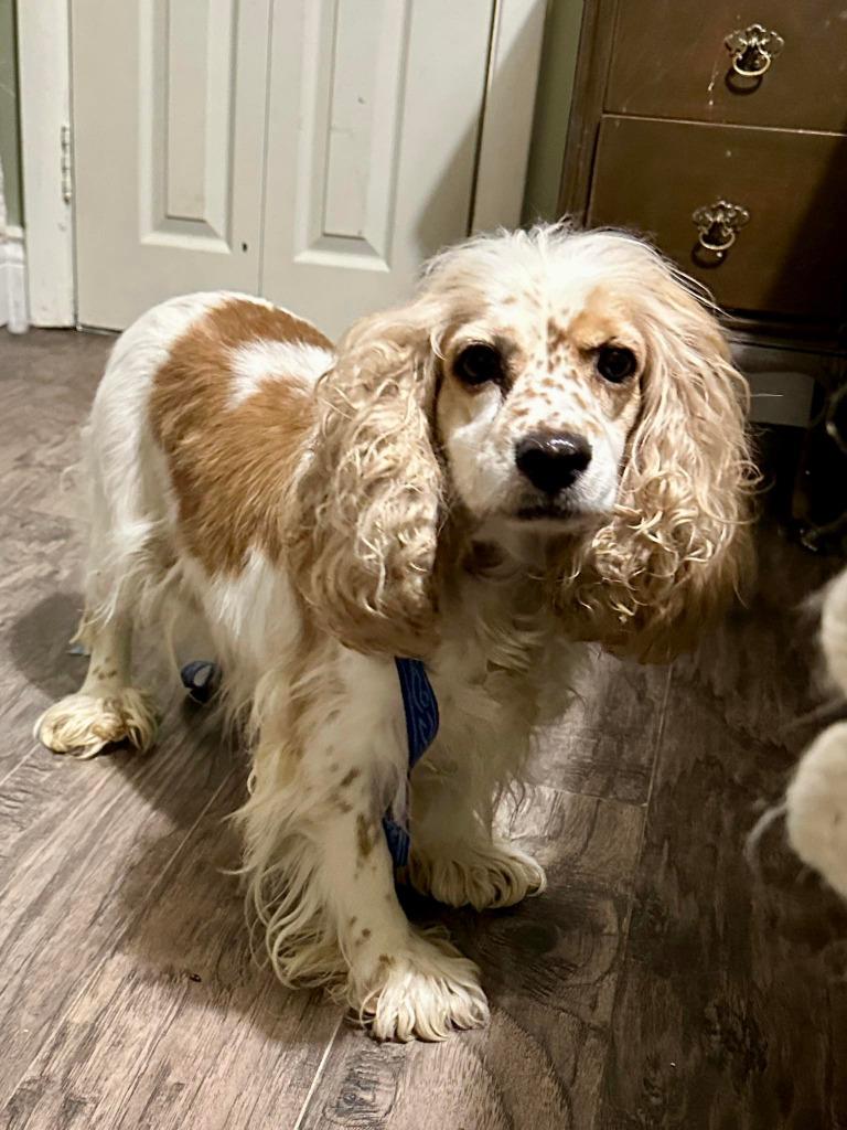 Gladys, Adoptable, Adult Female Cocker Spaniel.