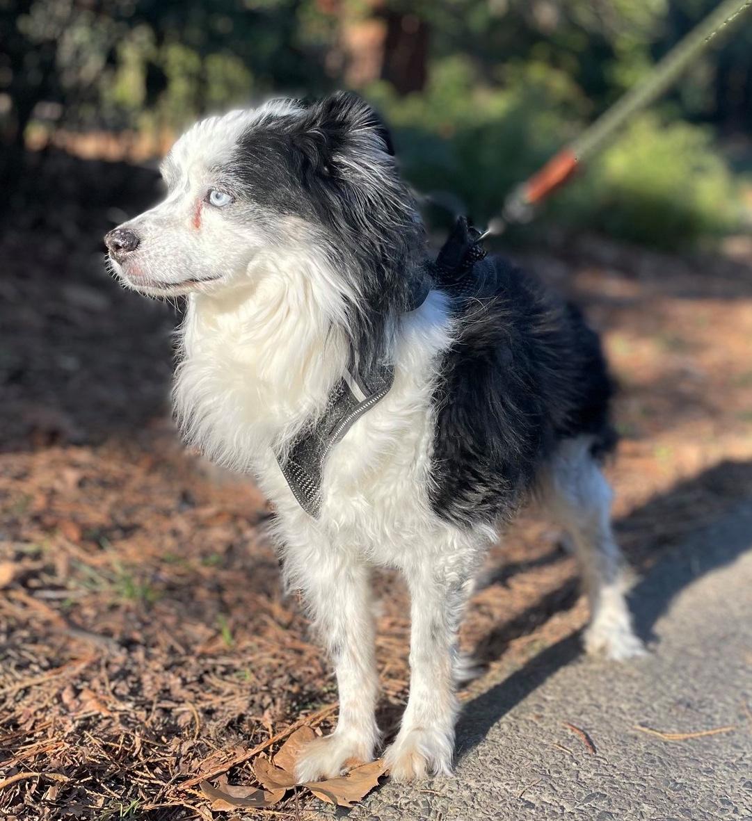 Enlarge Smiley, an adopted mixed breed in Portland, OR image 6/6