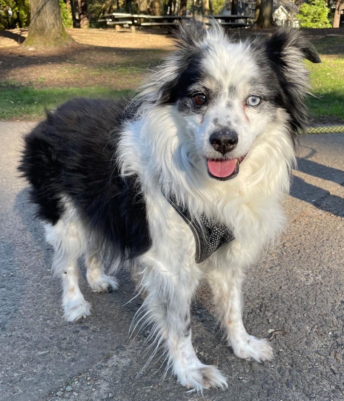 Enlarge Smiley, an adopted mixed breed in Portland, OR image 3/6