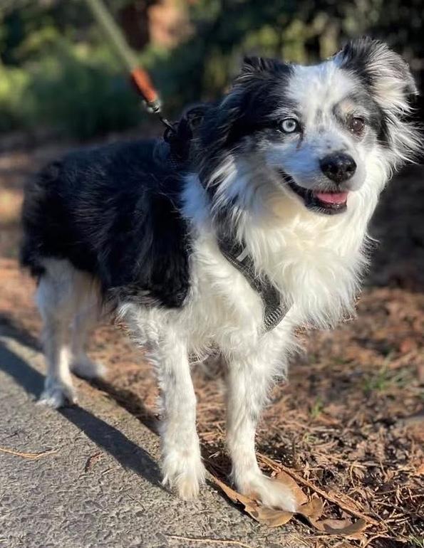 Enlarge Smiley, an adopted mixed breed in Portland, OR image 5/6