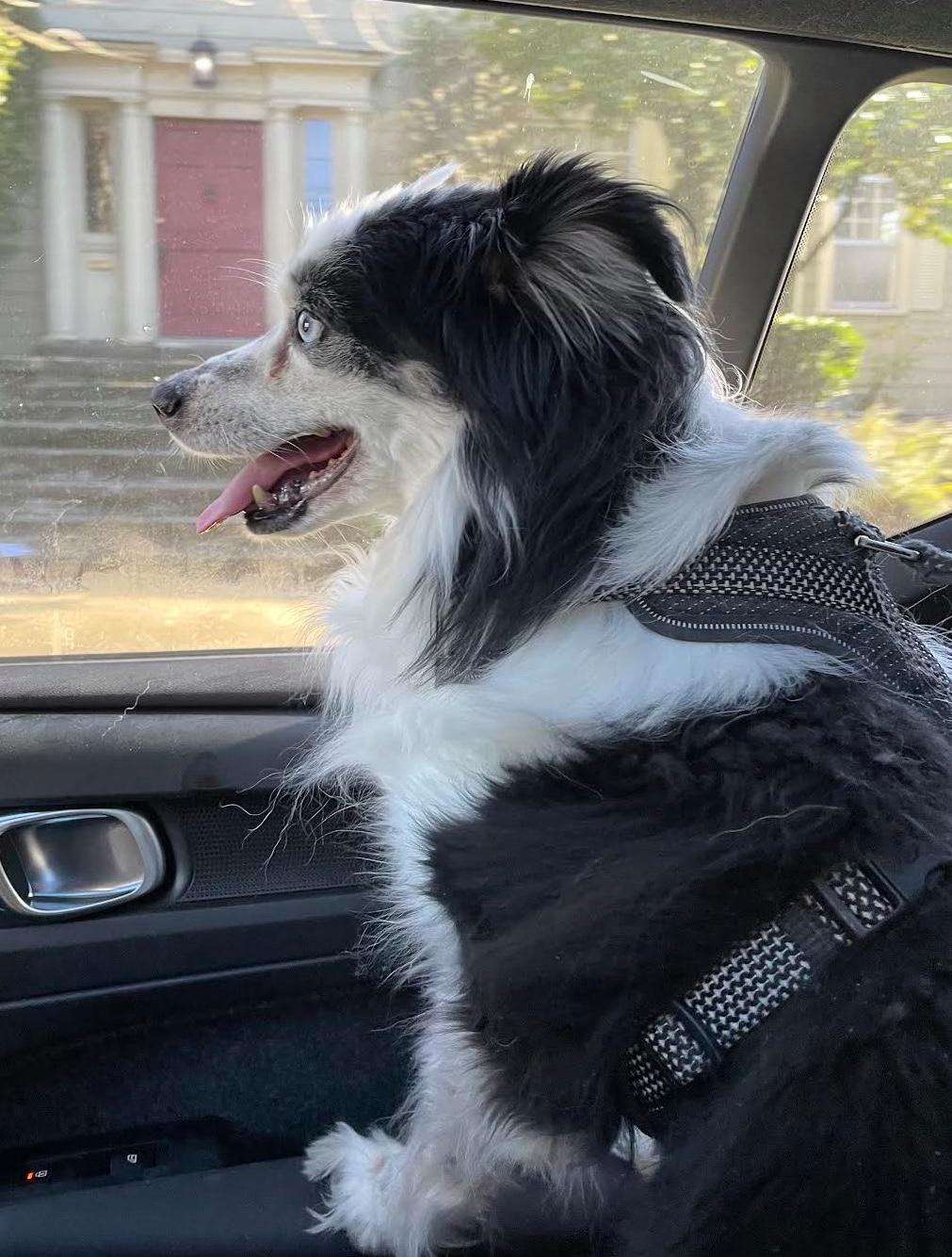 Enlarge Smiley, an adopted mixed breed in Portland, OR image 2/6