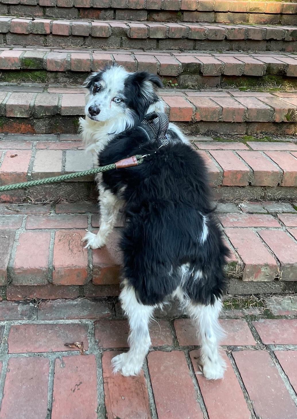 Enlarge Smiley, an adopted mixed breed in Portland, OR image 4/6