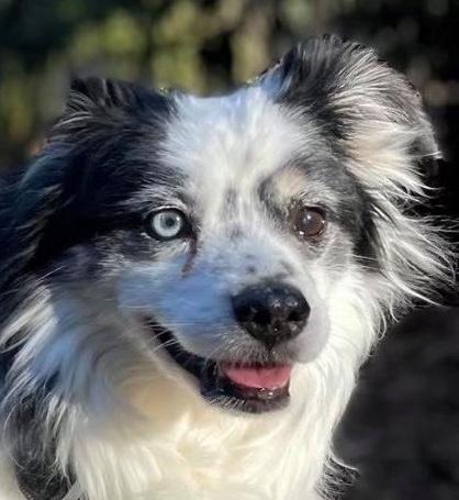Smiley, ADOPTABLE, Adult Male Australian Shepherd.