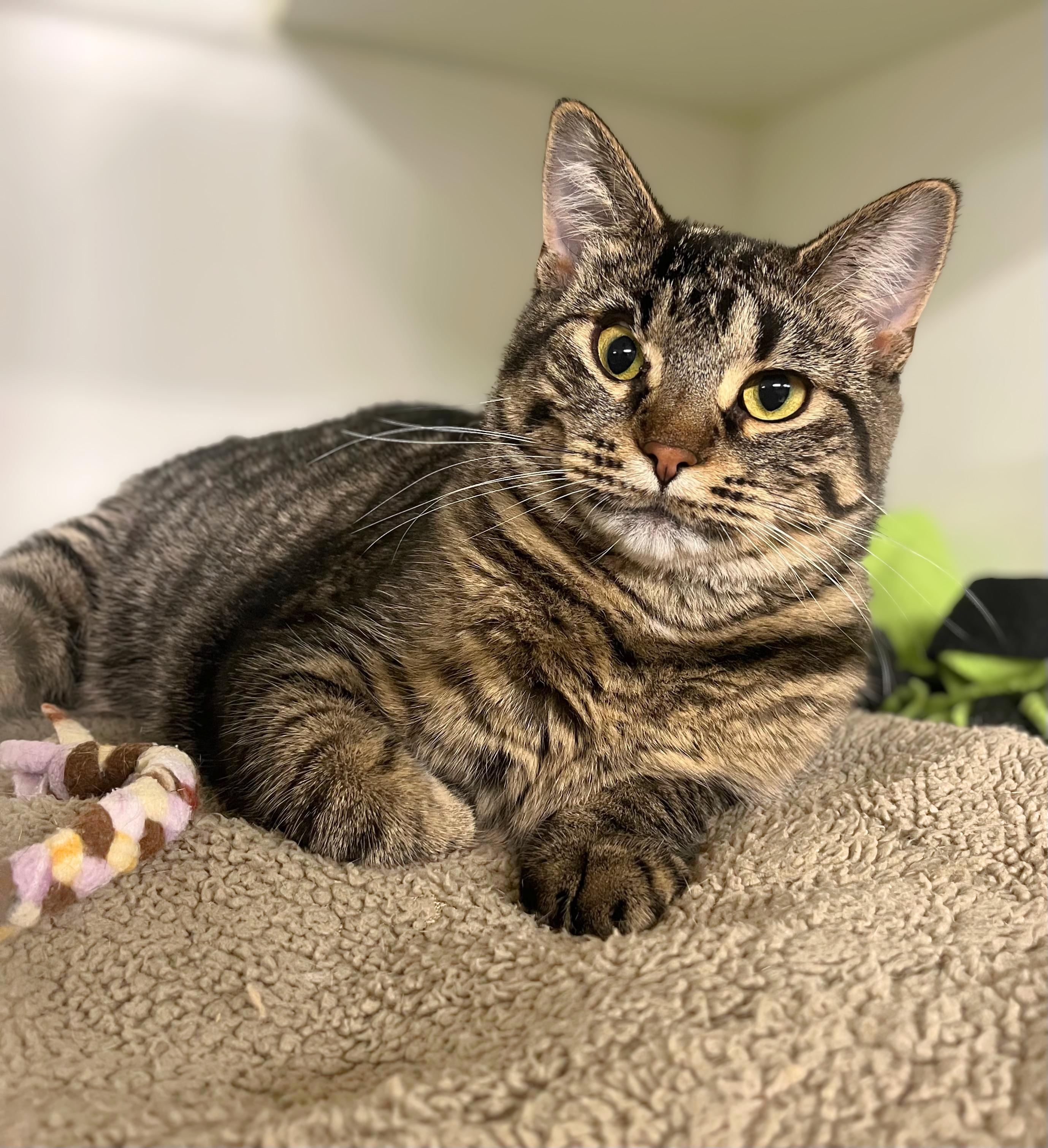 Loca, adoptable, Kitten Female Domestic Short Hair.