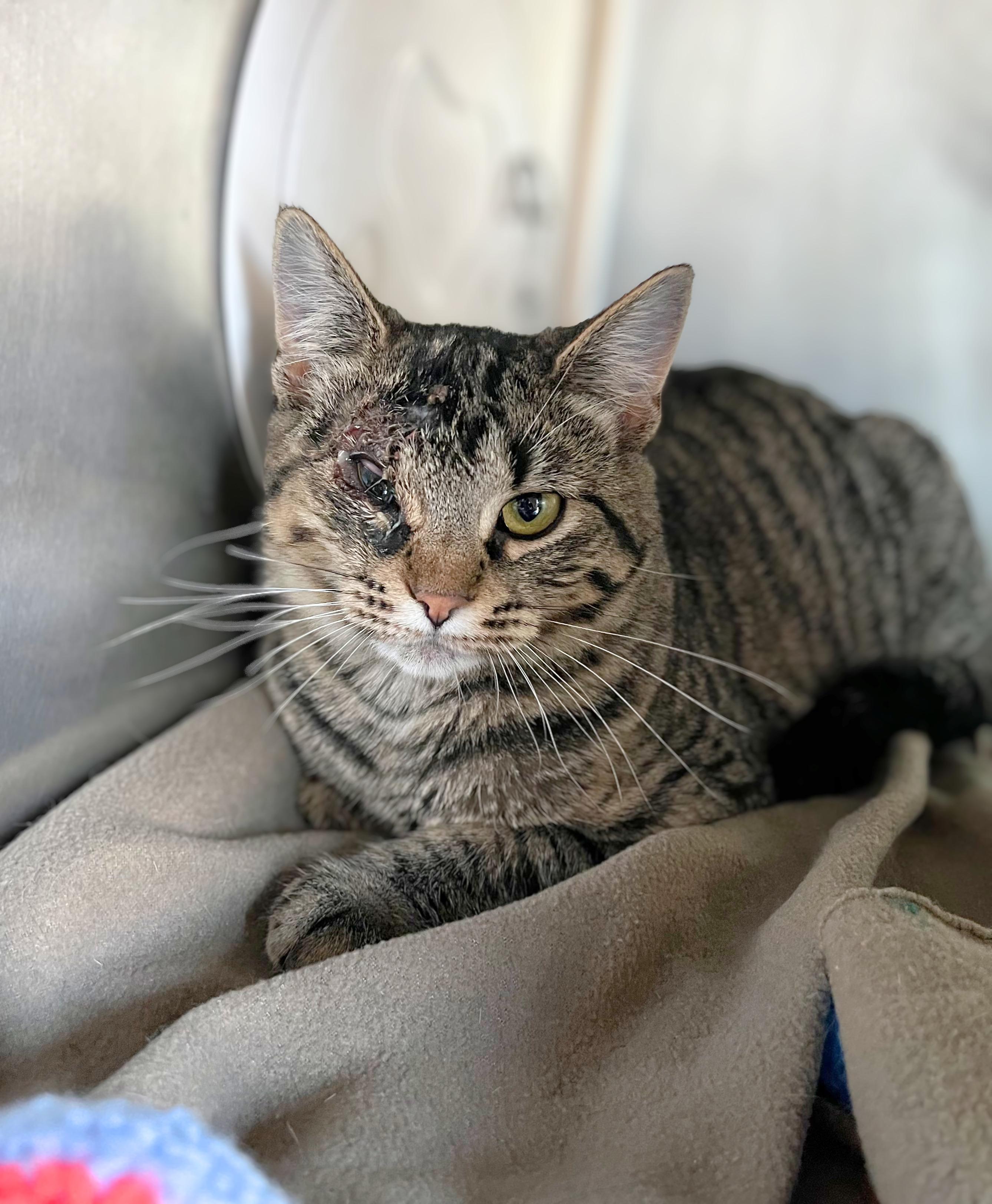 Enlarge Loca, an adoptable Domestic Short Hair in Seville, OH image 2/2