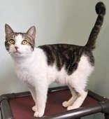 Enlarge Silo, a Adoptable Domestic Short Hair in Lincoln, MI image 1/1