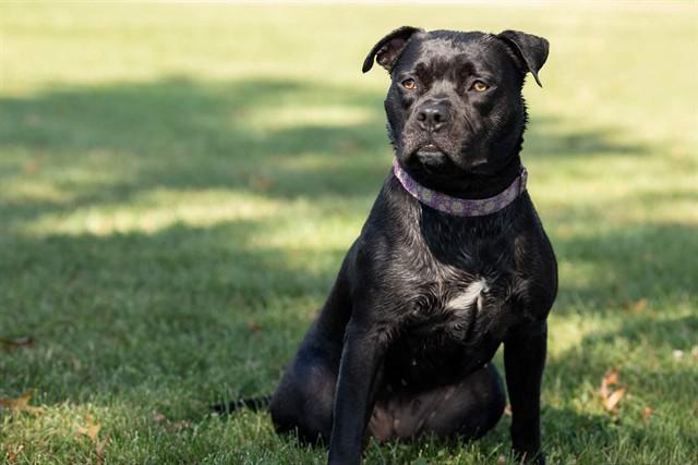 Enlarge BOP, a Adoptable mixed breed in Olivette, MO image 1/1