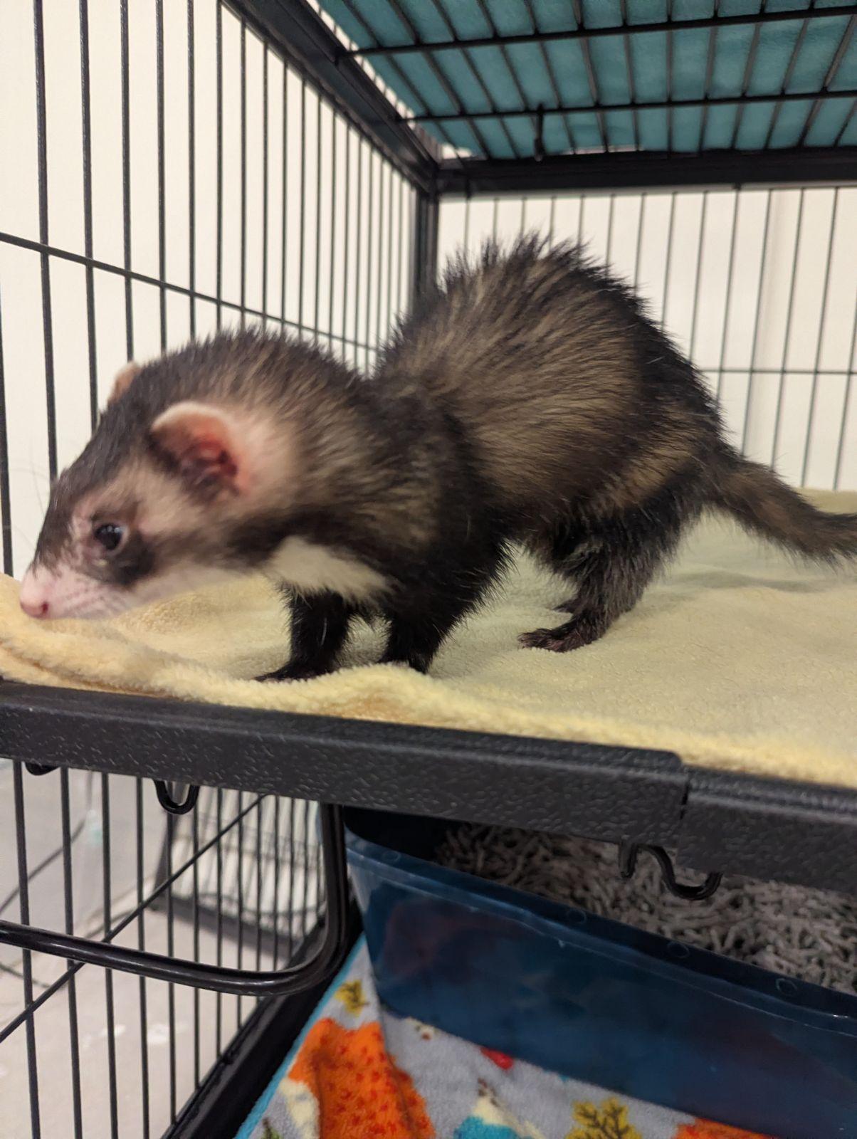 Enlarge Crossway, an adopted Ferret in Saint Paul, MN image 1/3