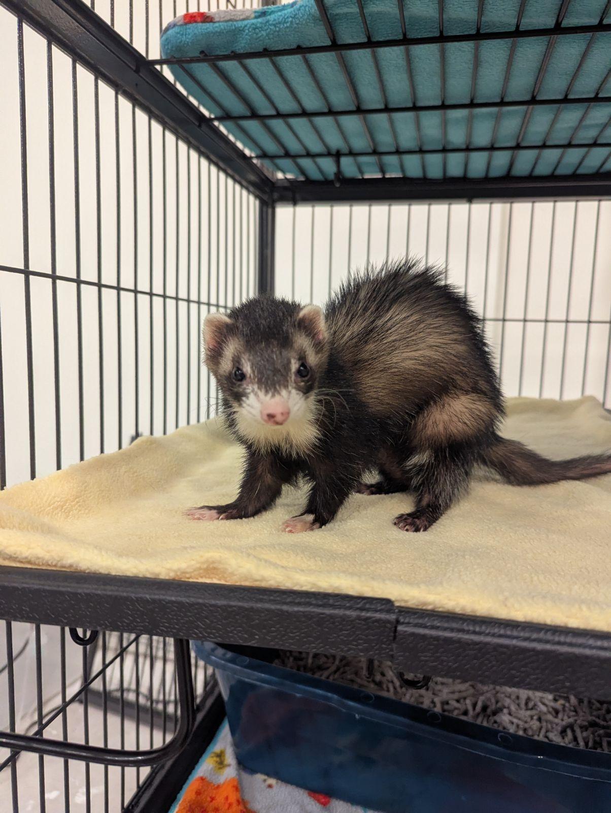 Enlarge Crossway, an adopted Ferret in Saint Paul, MN image 2/3