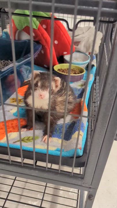 Enlarge Crossway, an adopted Ferret in Saint Paul, MN video 3/3