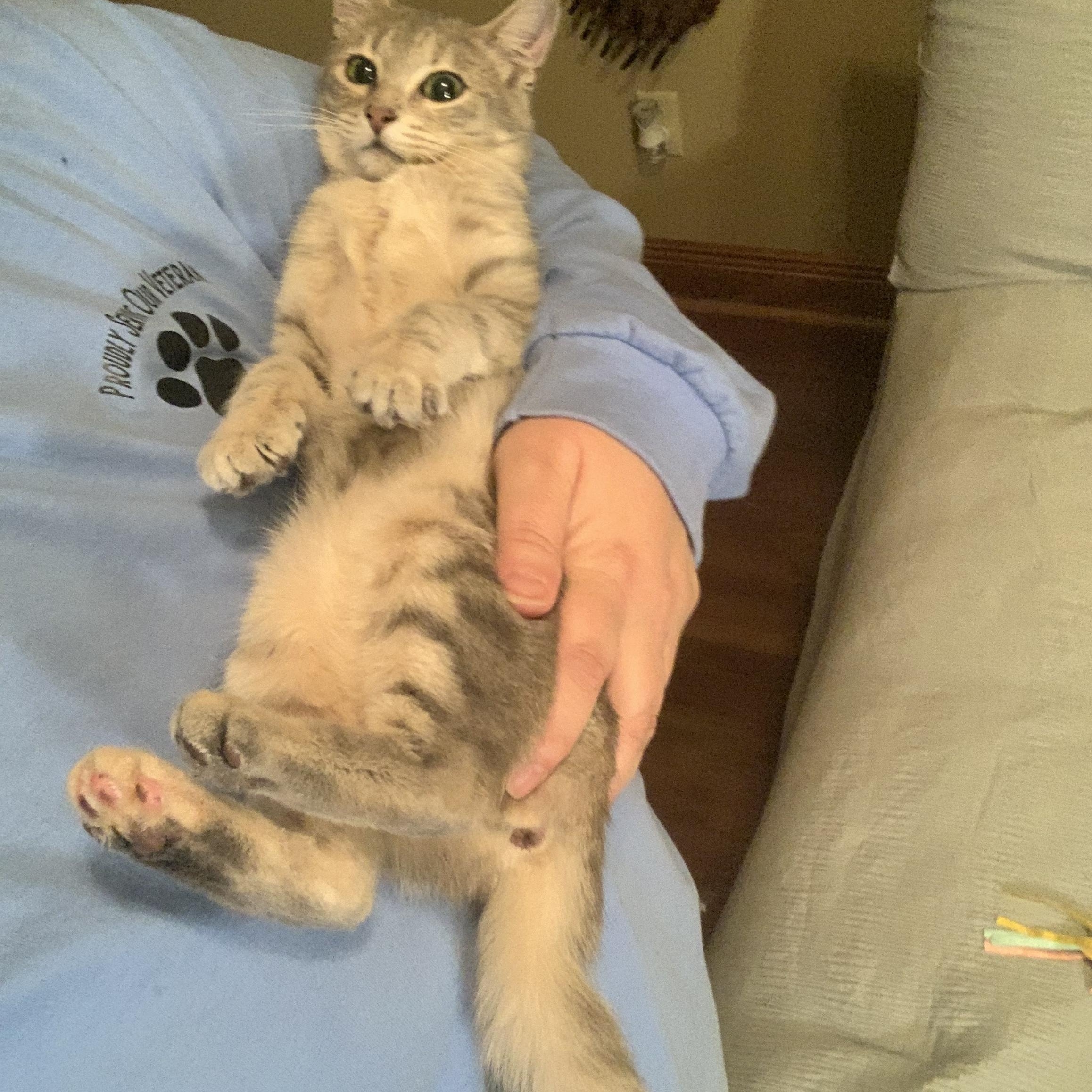 Enlarge Sugar Baby, an adopted mixed breed in Warwick, RI image 4/6