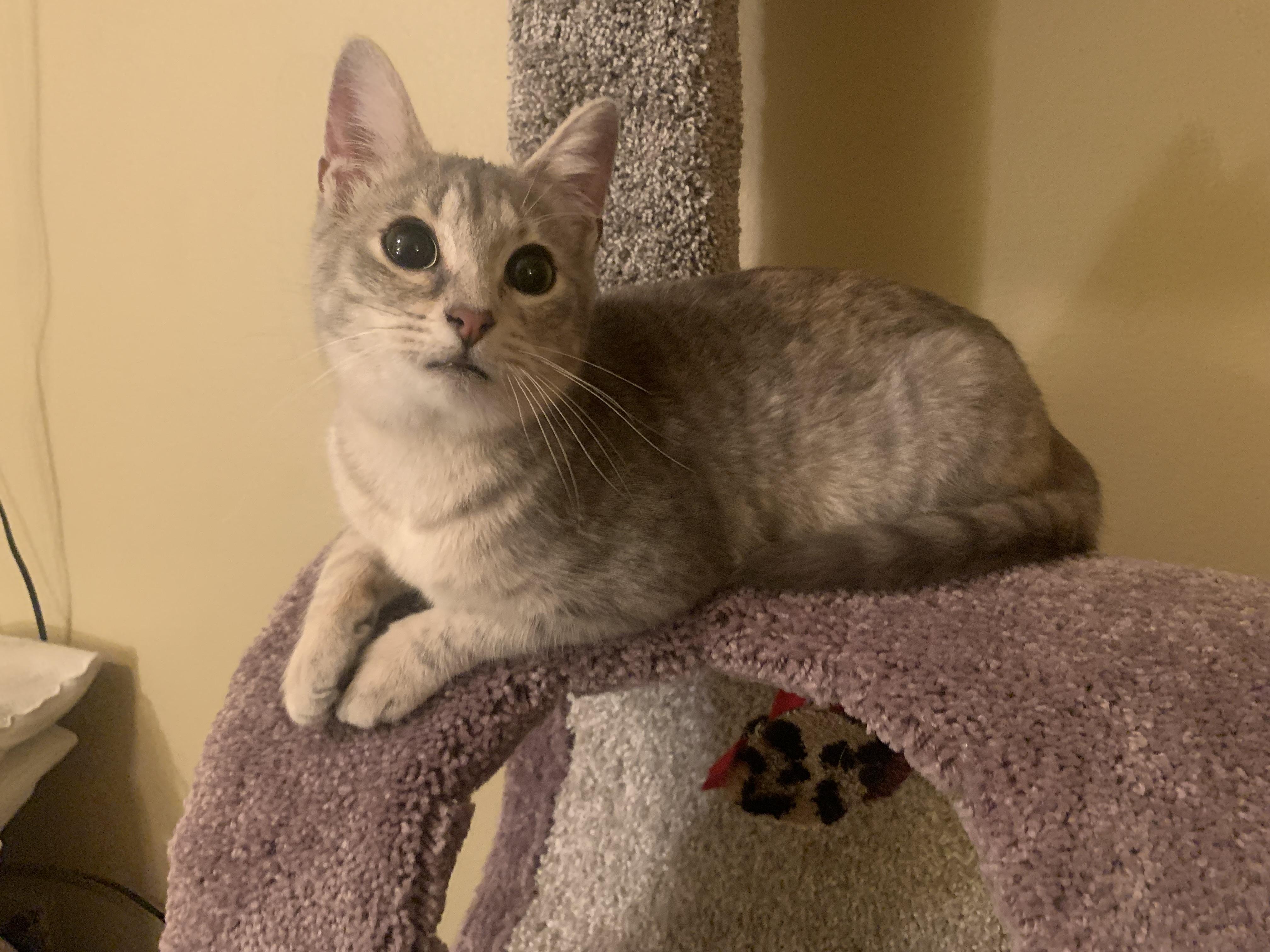 Enlarge Sugar Baby, an adopted mixed breed in Warwick, RI image 6/6