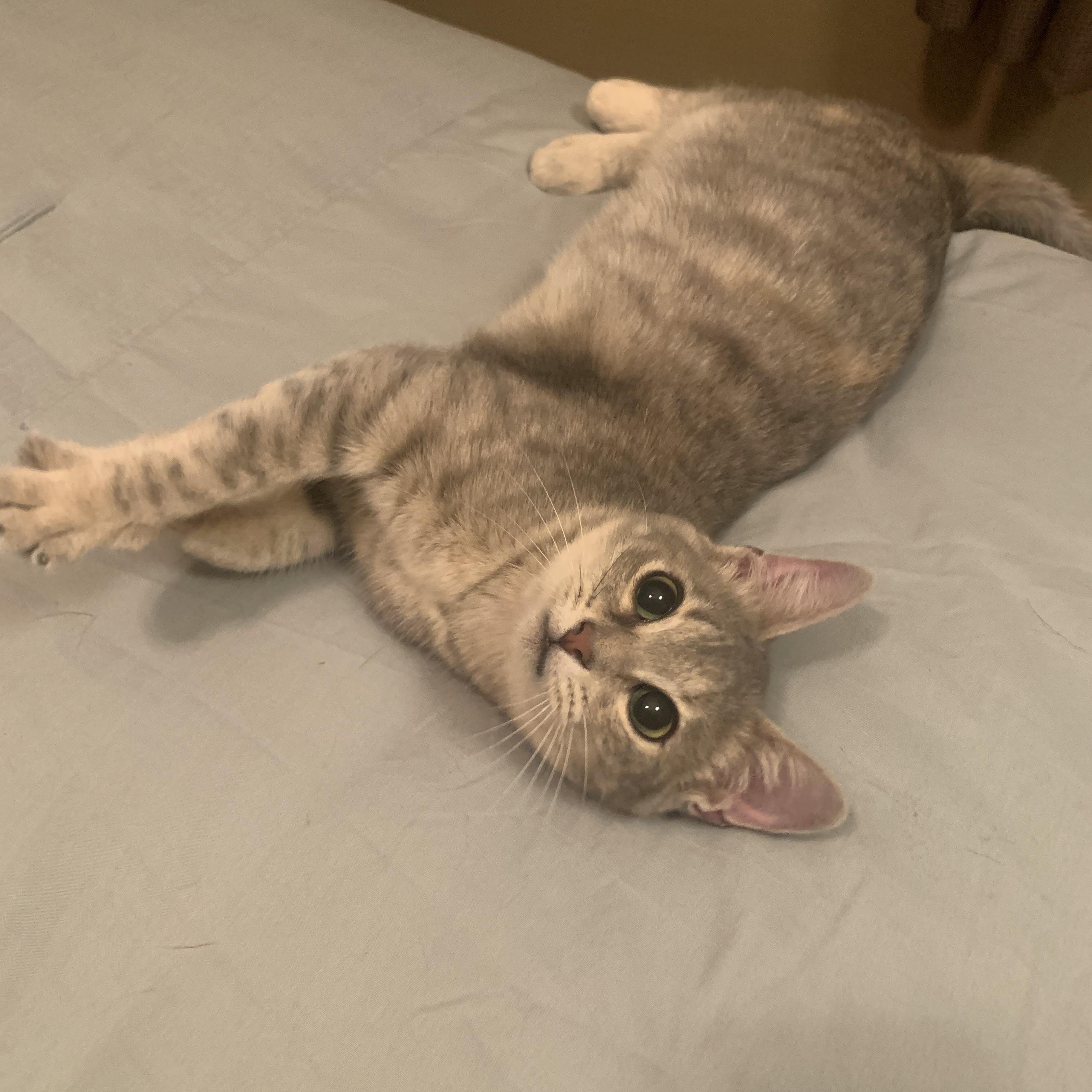 Enlarge Sugar Baby, an adopted mixed breed in Warwick, RI image 5/6