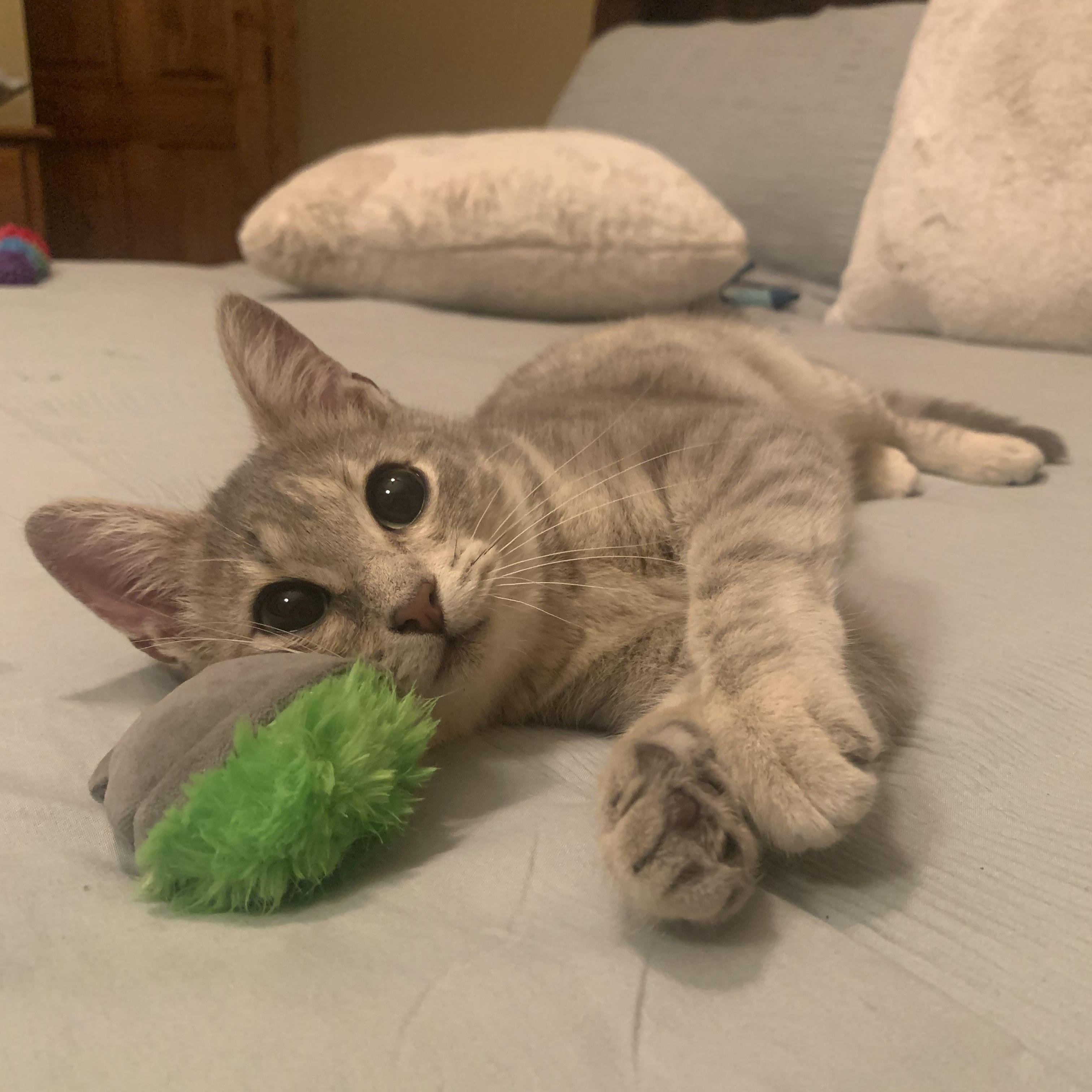 Sugar Baby, adopted, Kitten Female Domestic Short Hair.