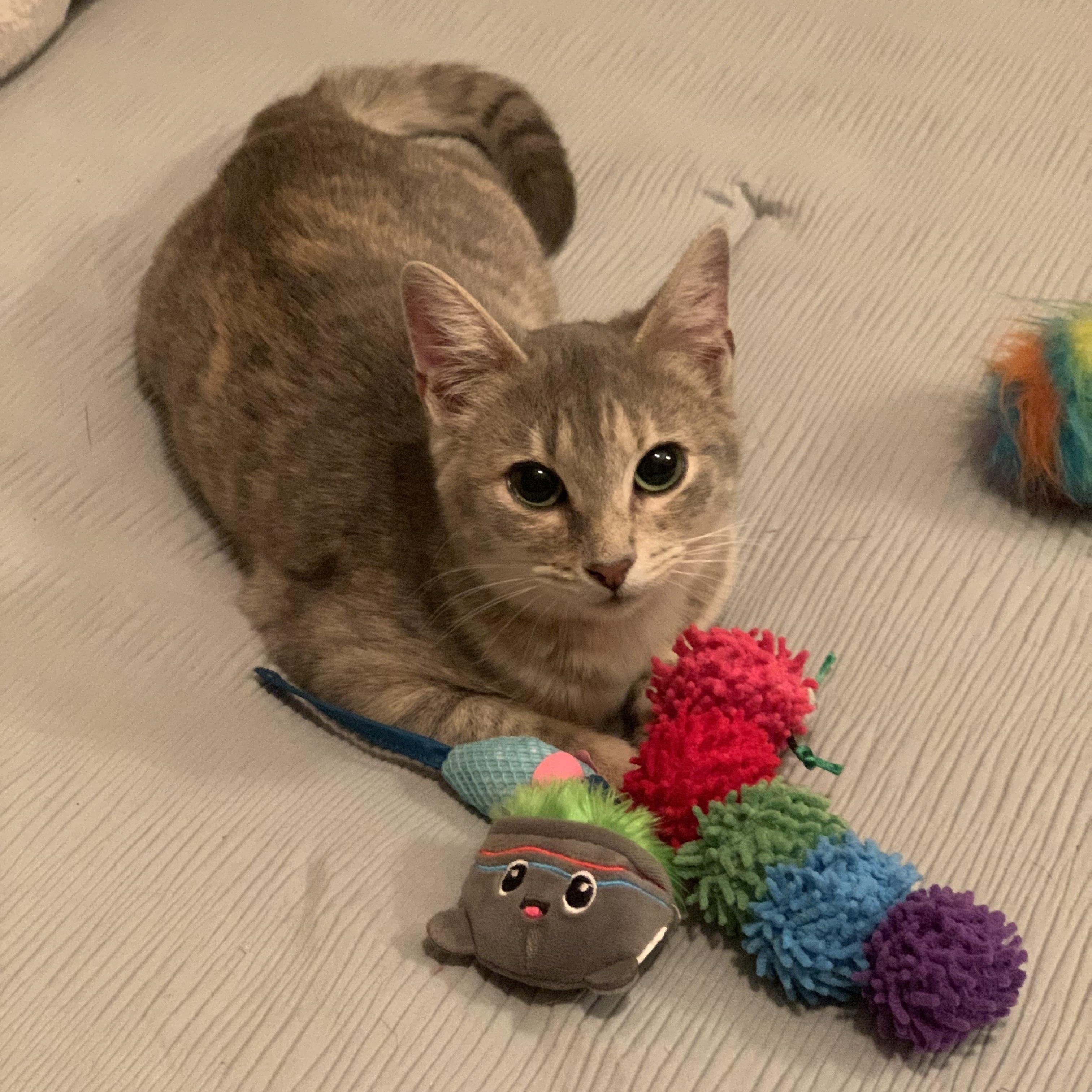 Enlarge Sugar Baby, an adopted mixed breed in Warwick, RI image 3/6