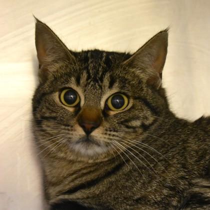 Pricilla, Adult Female Domestic Short Hair