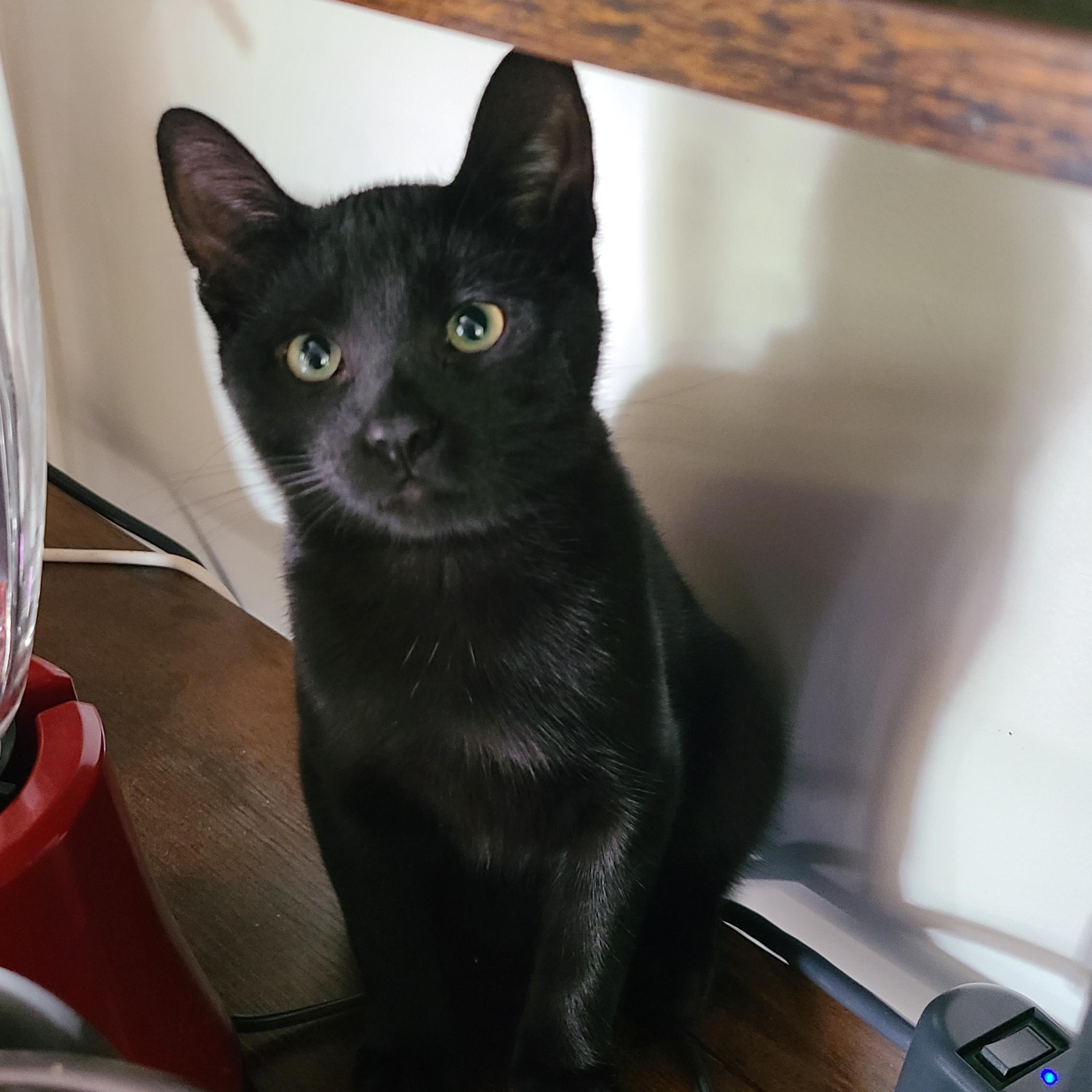 Garlic Powder, Adoptable, Kitten Female Domestic Short Hair.